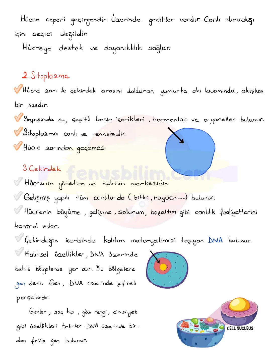 HÜCRE
✔Canlıların, canlılık özelliği gösteren en küçük yapı ve görev birimine hücre
denir.
✔ Hücreler çok küçük yapılı olduklarından dolay