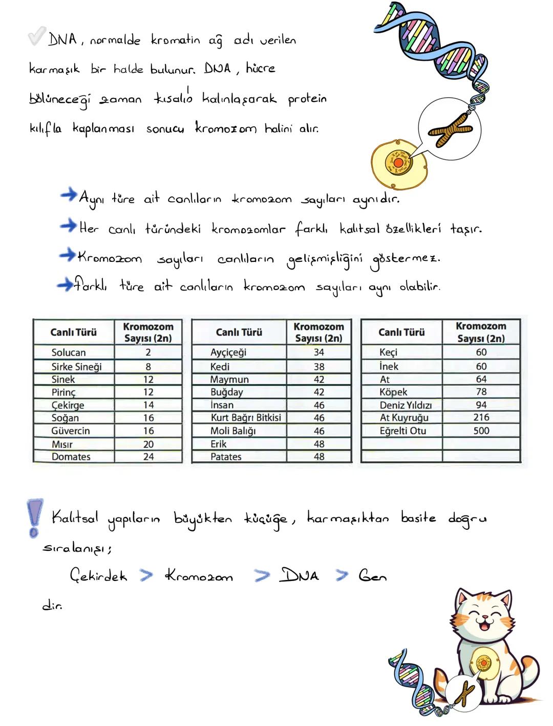 HÜCRE
✔Canlıların, canlılık özelliği gösteren en küçük yapı ve görev birimine hücre
denir.
✔ Hücreler çok küçük yapılı olduklarından dolay