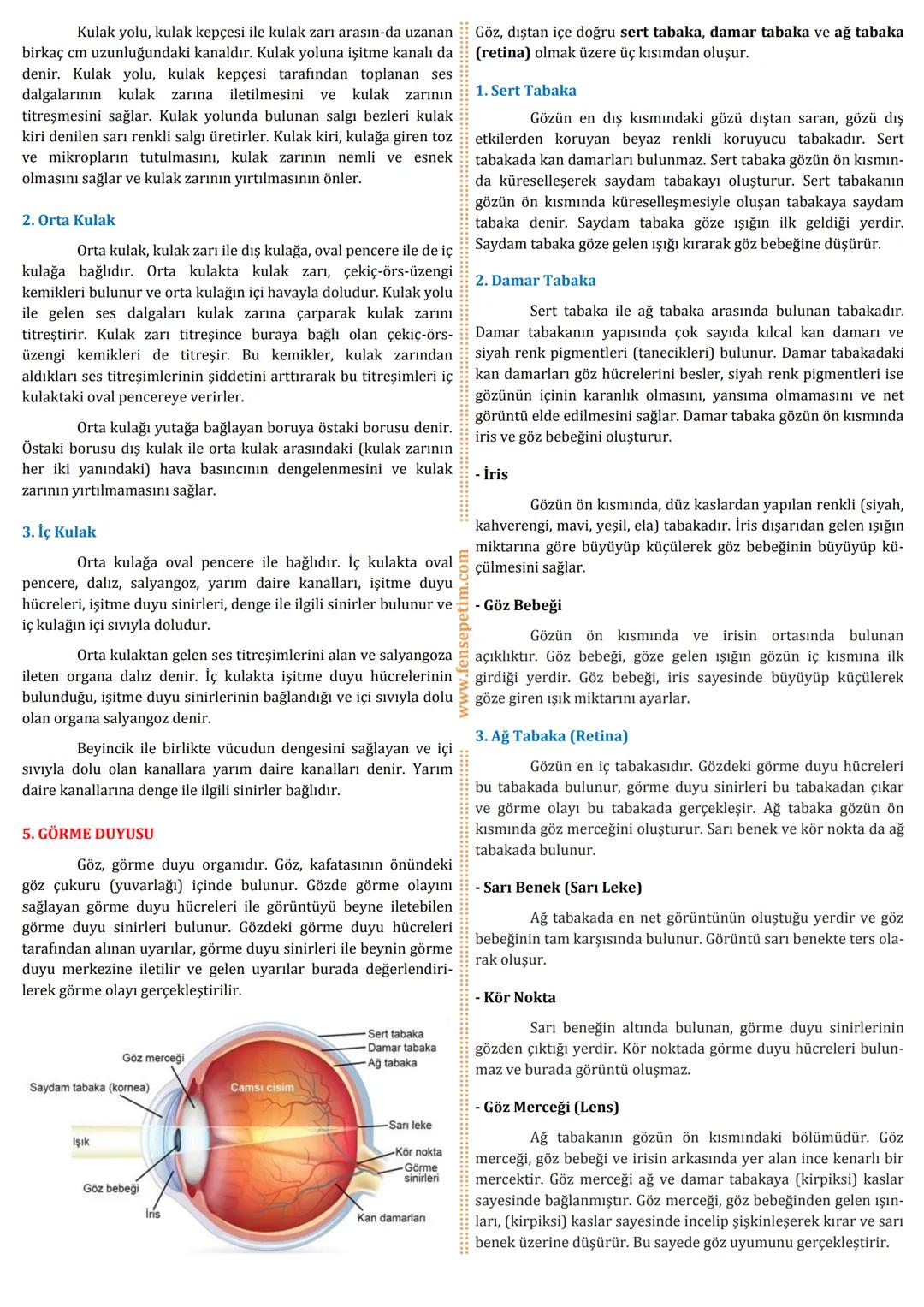 # 6.SINIF
# 6.ÜNİTE
VÜCUDUMUZDAKİ SİSTEMLER VE SAĞLIĞI
*Duyu Organları*
KONU
NO: 19
Bu konu anlatımı seti Metin GÖKTÜRK tarafından hazırl