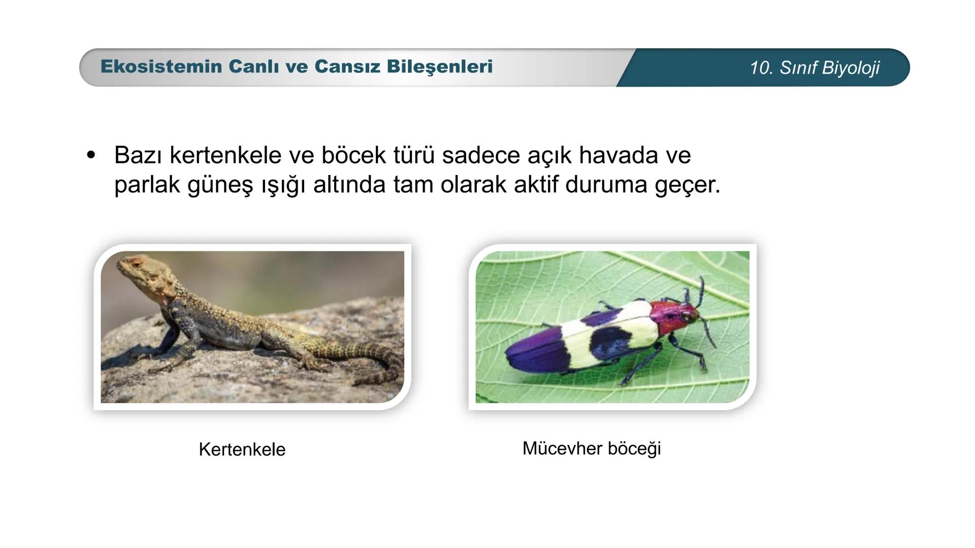 *
*
ETI MILLI EĞ
CUMHURİYET
TIM BAKANLIGI
DO
**
BİYOLOJİ
10. SINIF
Ekosistem Ekolojisi ve Güncel Çevre Sorunları
Ekosistemin Canlı ve Ca