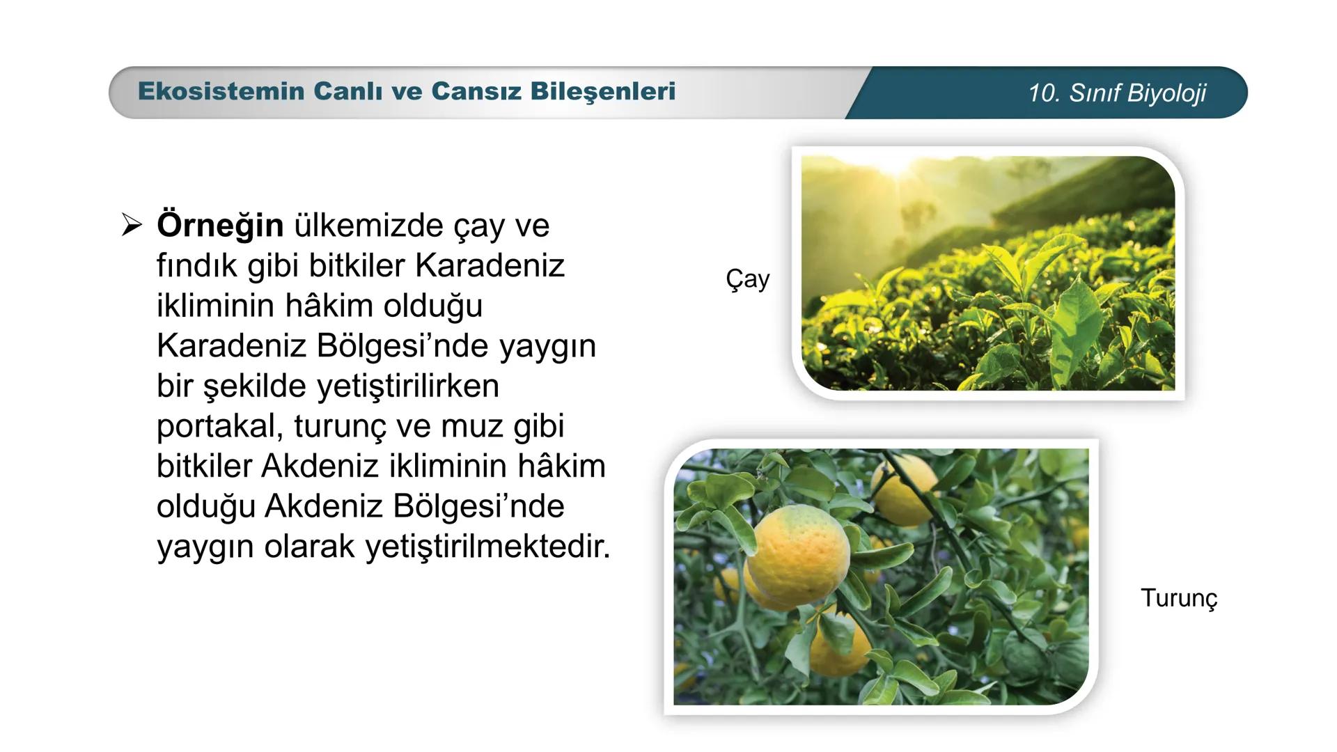 *
*
ETI MILLI EĞ
CUMHURİYET
TIM BAKANLIGI
DO
**
BİYOLOJİ
10. SINIF
Ekosistem Ekolojisi ve Güncel Çevre Sorunları
Ekosistemin Canlı ve Ca