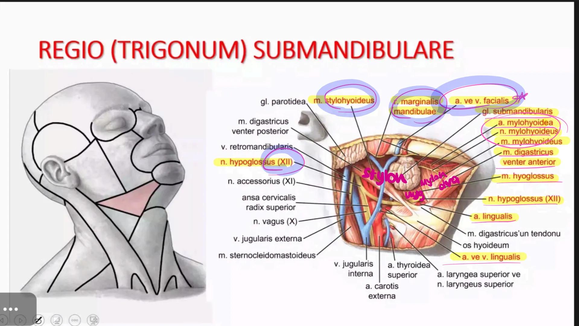 # BOYUN ve BOYUN
## ÜÇGENLERİ Suprasternal
notch
Clavicle
A
Inferior border
of mandible
Acromion
External occipital
protuberance
Spinous pro