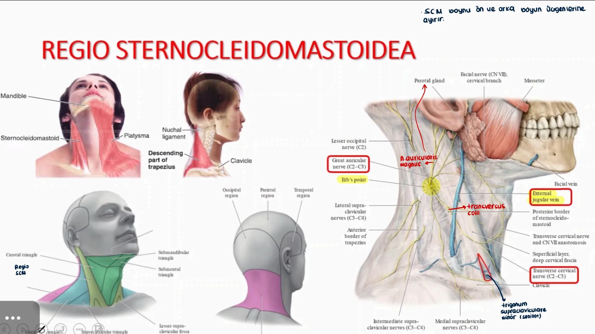 # BOYUN ve BOYUN
## ÜÇGENLERİ Suprasternal
notch
Clavicle
A
Inferior border
of mandible
Acromion
External occipital
protuberance
Spinous pro