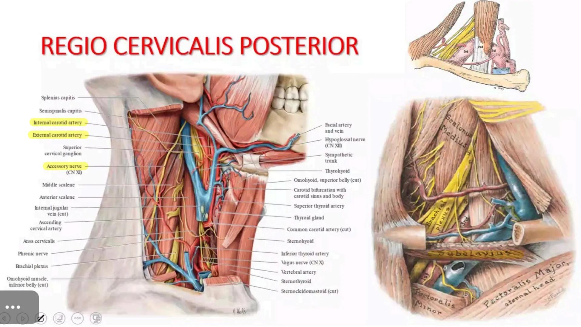 # BOYUN ve BOYUN
## ÜÇGENLERİ Suprasternal
notch
Clavicle
A
Inferior border
of mandible
Acromion
External occipital
protuberance
Spinous pro
