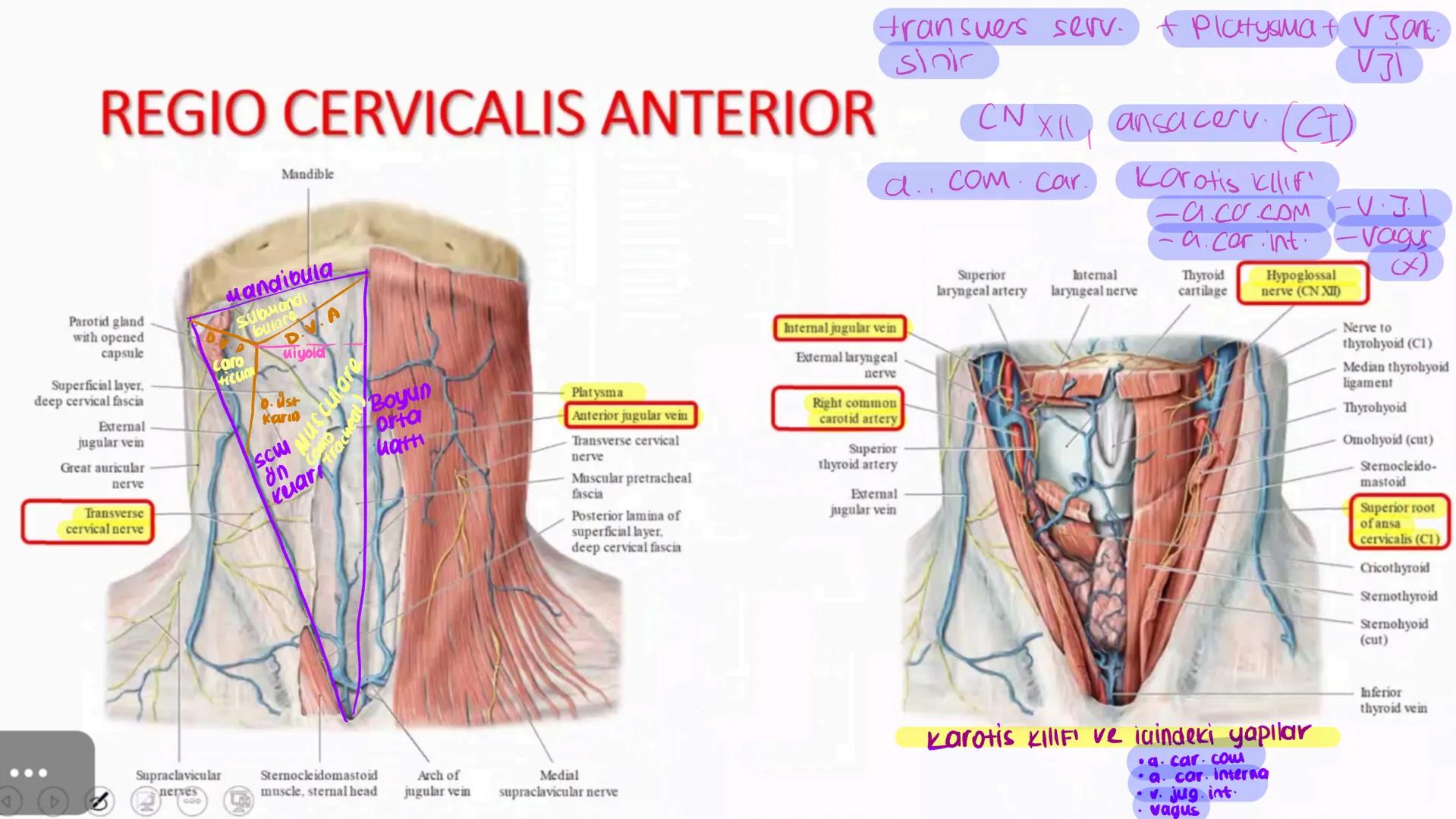 # BOYUN ve BOYUN
## ÜÇGENLERİ Suprasternal
notch
Clavicle
A
Inferior border
of mandible
Acromion
External occipital
protuberance
Spinous pro