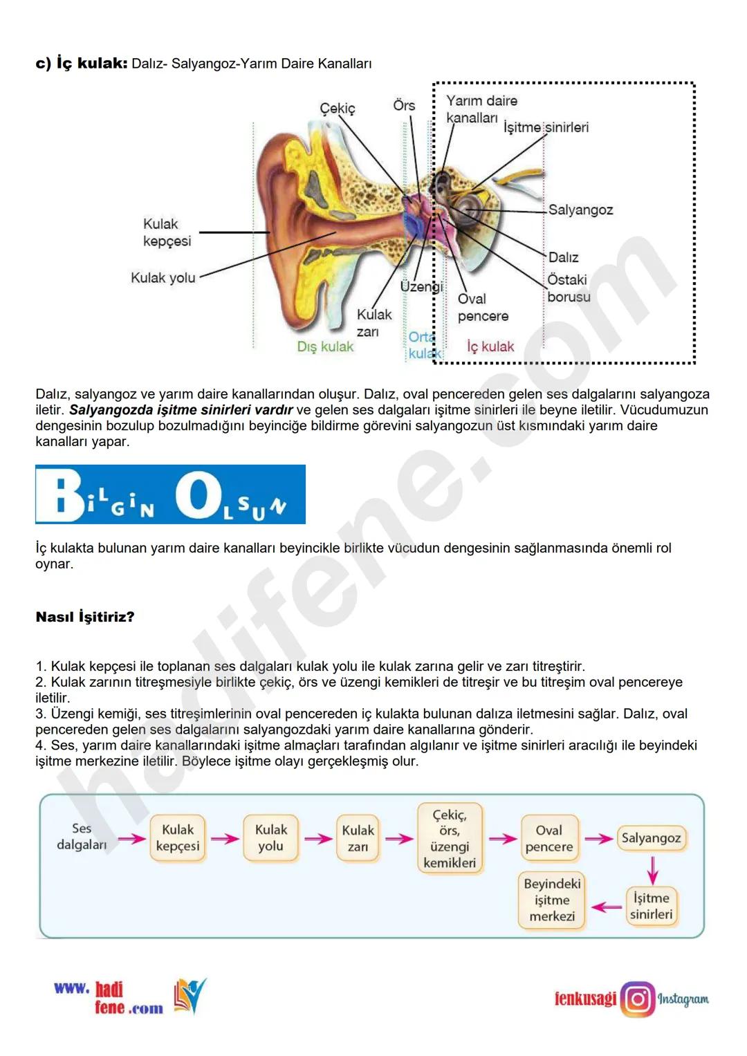 # 6.SINIF 6.ÜNİTE
VÜCUDUMUZDAKİ
SİSTEMLER
DUYU
ORGANLARI
Ali Hocayla
Hadi Fene
www.hadifene.com
# Duyu Organlarının Yapıları
Canlılık faaliy