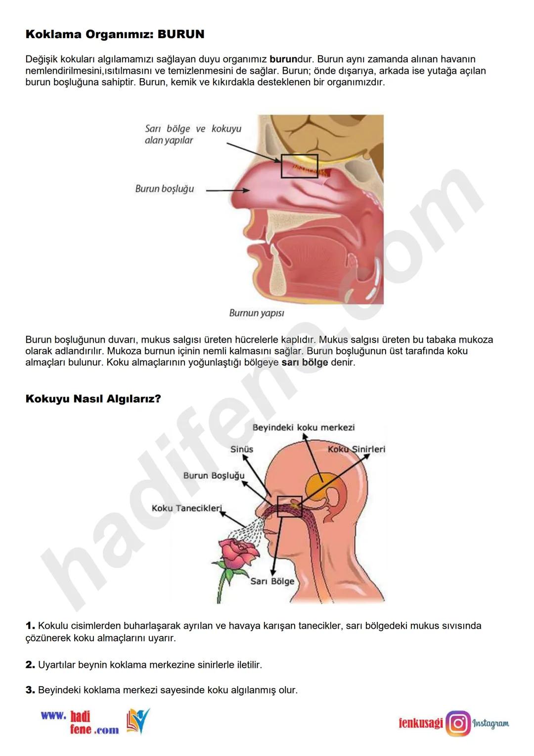 # 6.SINIF 6.ÜNİTE
VÜCUDUMUZDAKİ
SİSTEMLER
DUYU
ORGANLARI
Ali Hocayla
Hadi Fene
www.hadifene.com
# Duyu Organlarının Yapıları
Canlılık faaliy