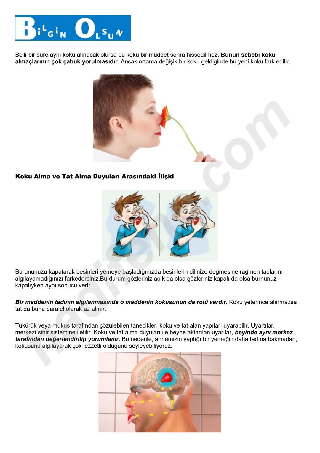 # 6.SINIF 6.ÜNİTE
VÜCUDUMUZDAKİ
SİSTEMLER
DUYU
ORGANLARI
Ali Hocayla
Hadi Fene
www.hadifene.com
# Duyu Organlarının Yapıları
Canlılık faaliy