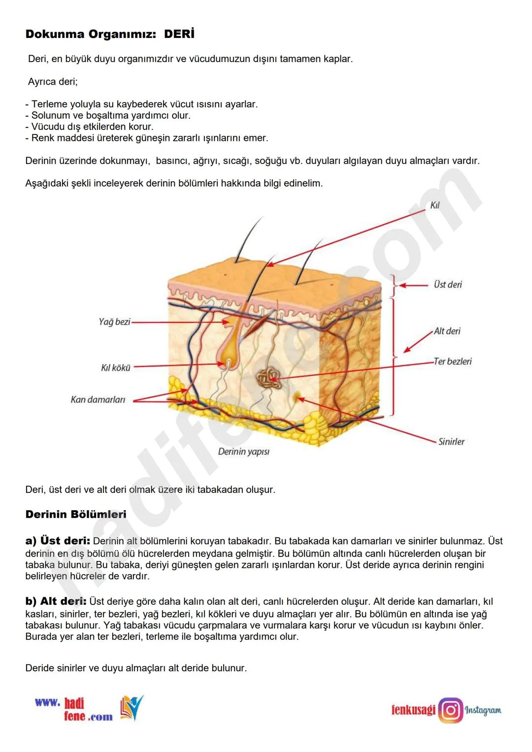 # 6.SINIF 6.ÜNİTE
VÜCUDUMUZDAKİ
SİSTEMLER
DUYU
ORGANLARI
Ali Hocayla
Hadi Fene
www.hadifene.com
# Duyu Organlarının Yapıları
Canlılık faaliy
