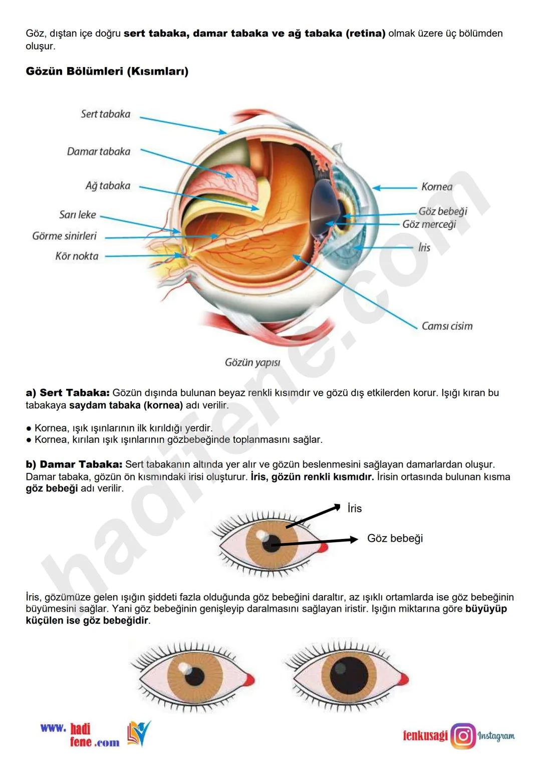 # 6.SINIF 6.ÜNİTE
VÜCUDUMUZDAKİ
SİSTEMLER
DUYU
ORGANLARI
Ali Hocayla
Hadi Fene
www.hadifene.com
# Duyu Organlarının Yapıları
Canlılık faaliy