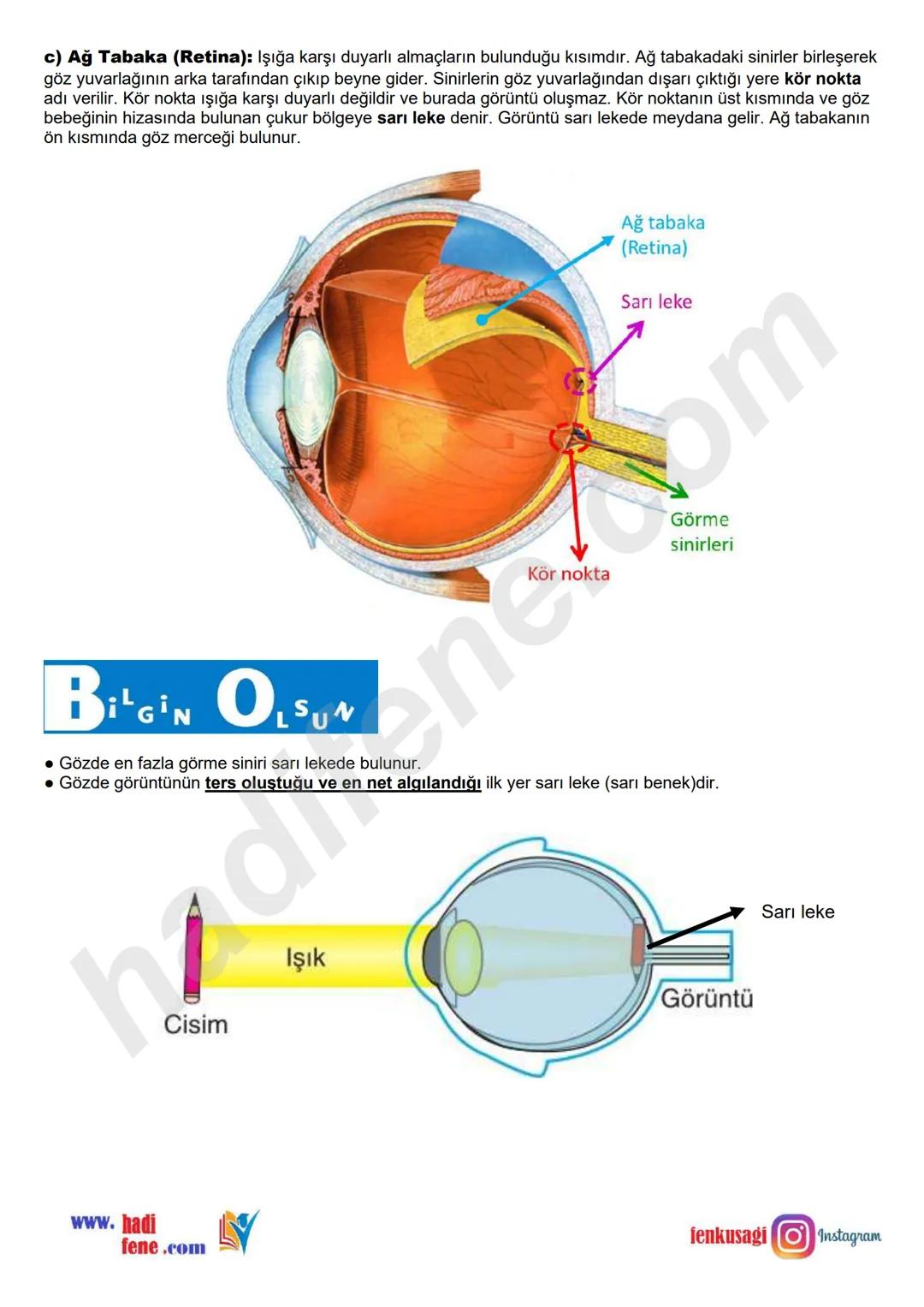 # 6.SINIF 6.ÜNİTE
VÜCUDUMUZDAKİ
SİSTEMLER
DUYU
ORGANLARI
Ali Hocayla
Hadi Fene
www.hadifene.com
# Duyu Organlarının Yapıları
Canlılık faaliy