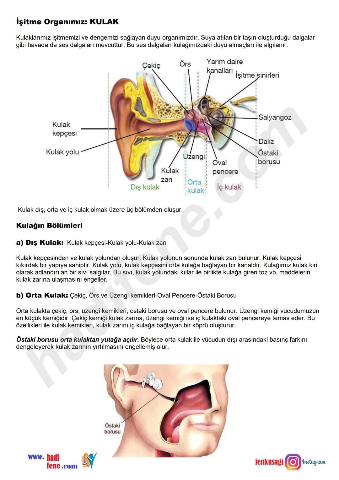 # 6.SINIF 6.ÜNİTE
VÜCUDUMUZDAKİ
SİSTEMLER
DUYU
ORGANLARI
Ali Hocayla
Hadi Fene
www.hadifene.com
# Duyu Organlarının Yapıları
Canlılık faaliy