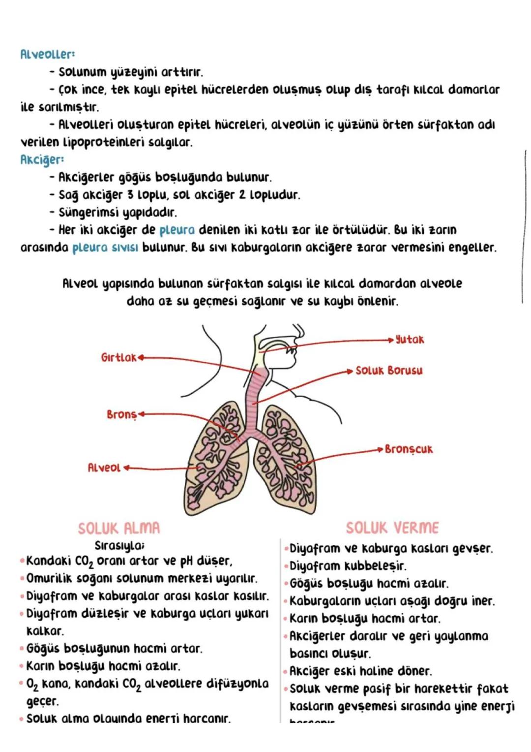 # SOLUNUM SİSTEMİ
Solunum Sistemi Görevleri:
Vücudun ve kanın pH dengesini sağlamak
Alınan temiz havayı akciğere taşımak
Hava ile kan arasın