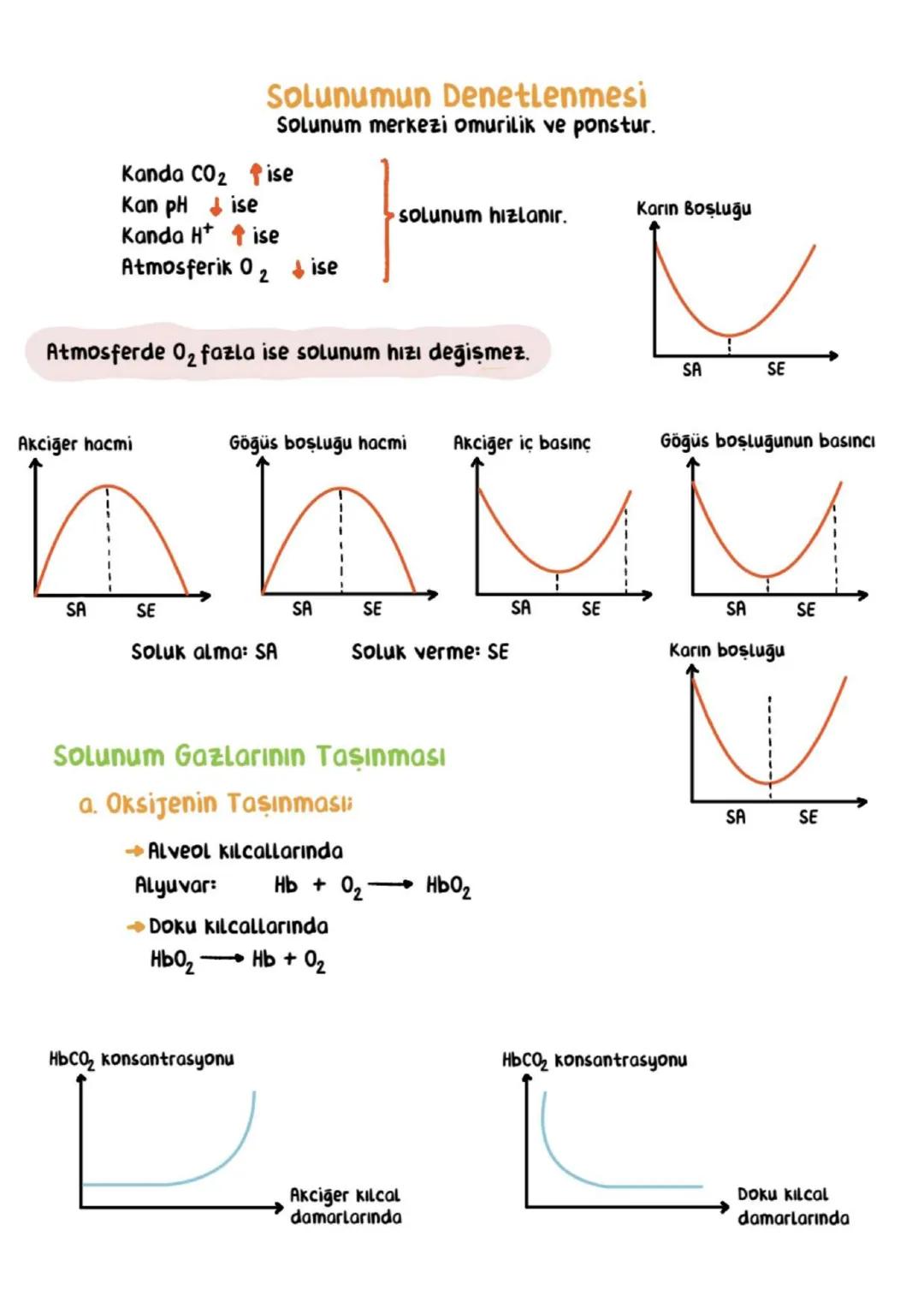 # SOLUNUM SİSTEMİ
Solunum Sistemi Görevleri:
Vücudun ve kanın pH dengesini sağlamak
Alınan temiz havayı akciğere taşımak
Hava ile kan arasın