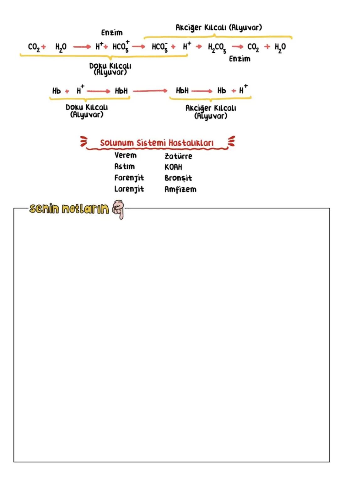 # SOLUNUM SİSTEMİ
Solunum Sistemi Görevleri:
Vücudun ve kanın pH dengesini sağlamak
Alınan temiz havayı akciğere taşımak
Hava ile kan arasın