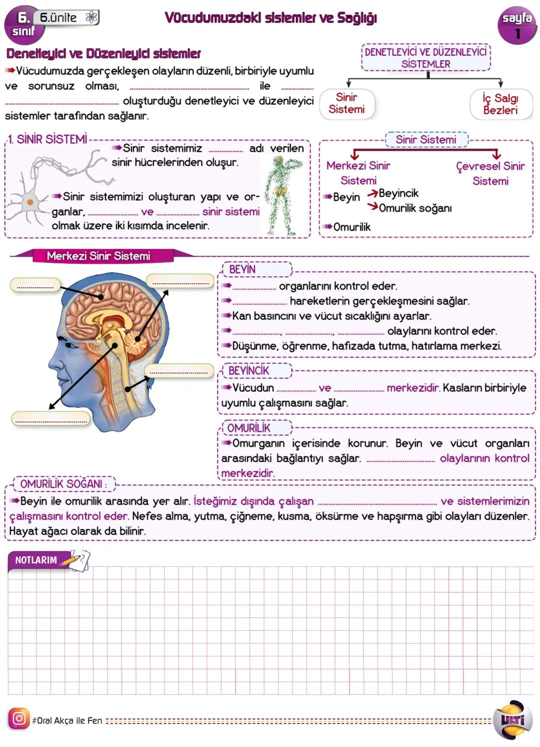 6. 6.ünite
sınıf
Vücudumuzdaki sistemler ve Sağlığı
Denelleyici ve Düzenleyici sistemler
-Vücudumuzda gerçekleşen olayların düzenli, birbi