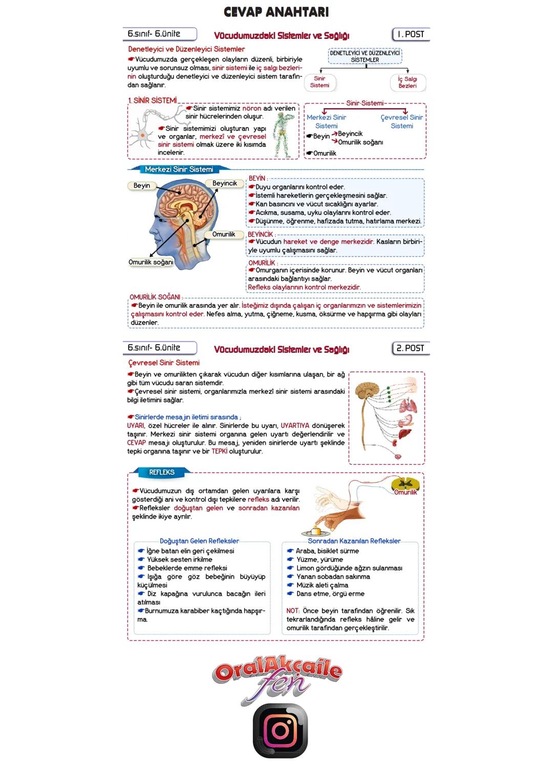6. 6.ünite
sınıf
Vücudumuzdaki sistemler ve Sağlığı
Denelleyici ve Düzenleyici sistemler
-Vücudumuzda gerçekleşen olayların düzenli, birbi