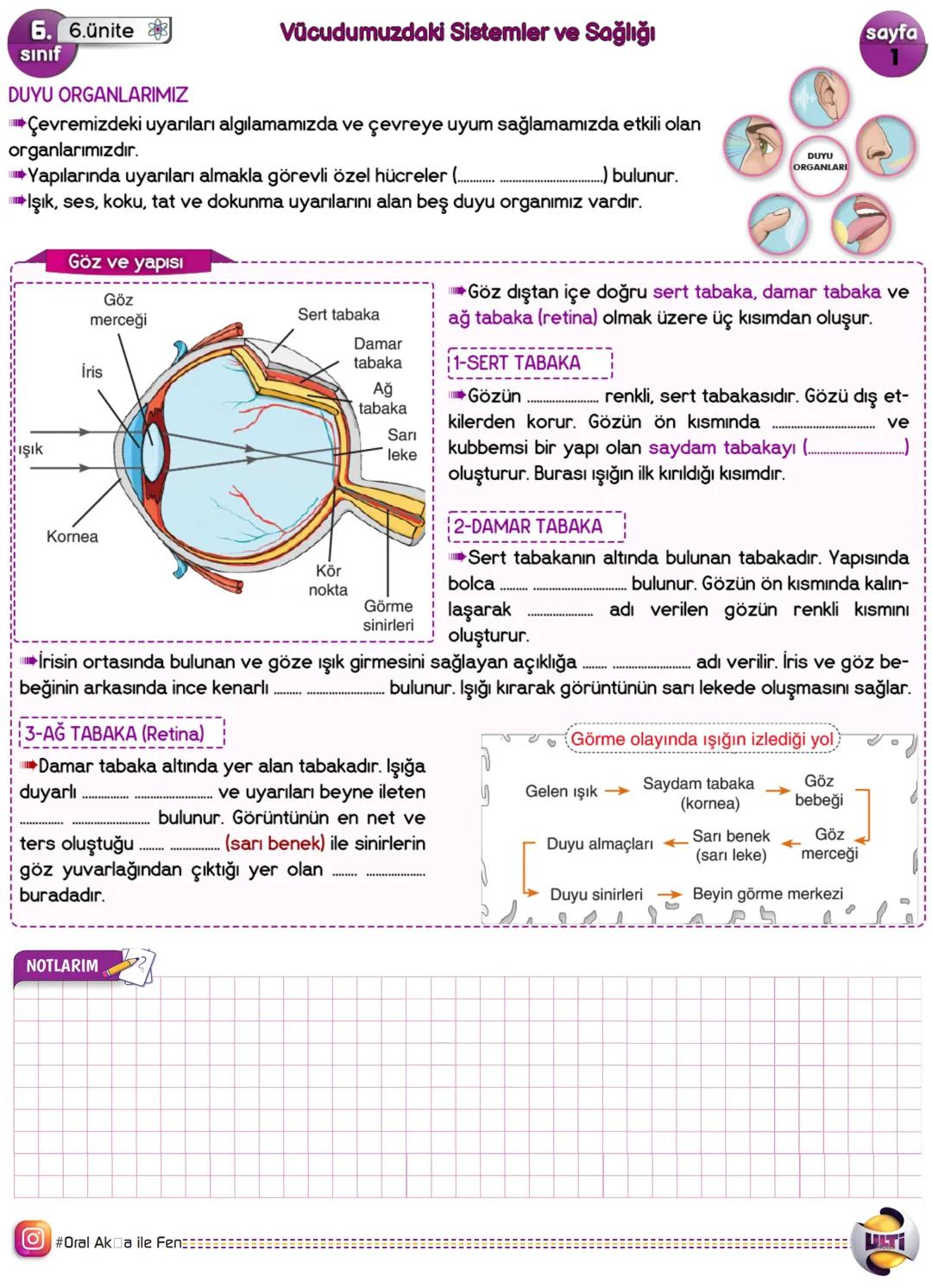 6 sınıf duyu organları konu anlatımı