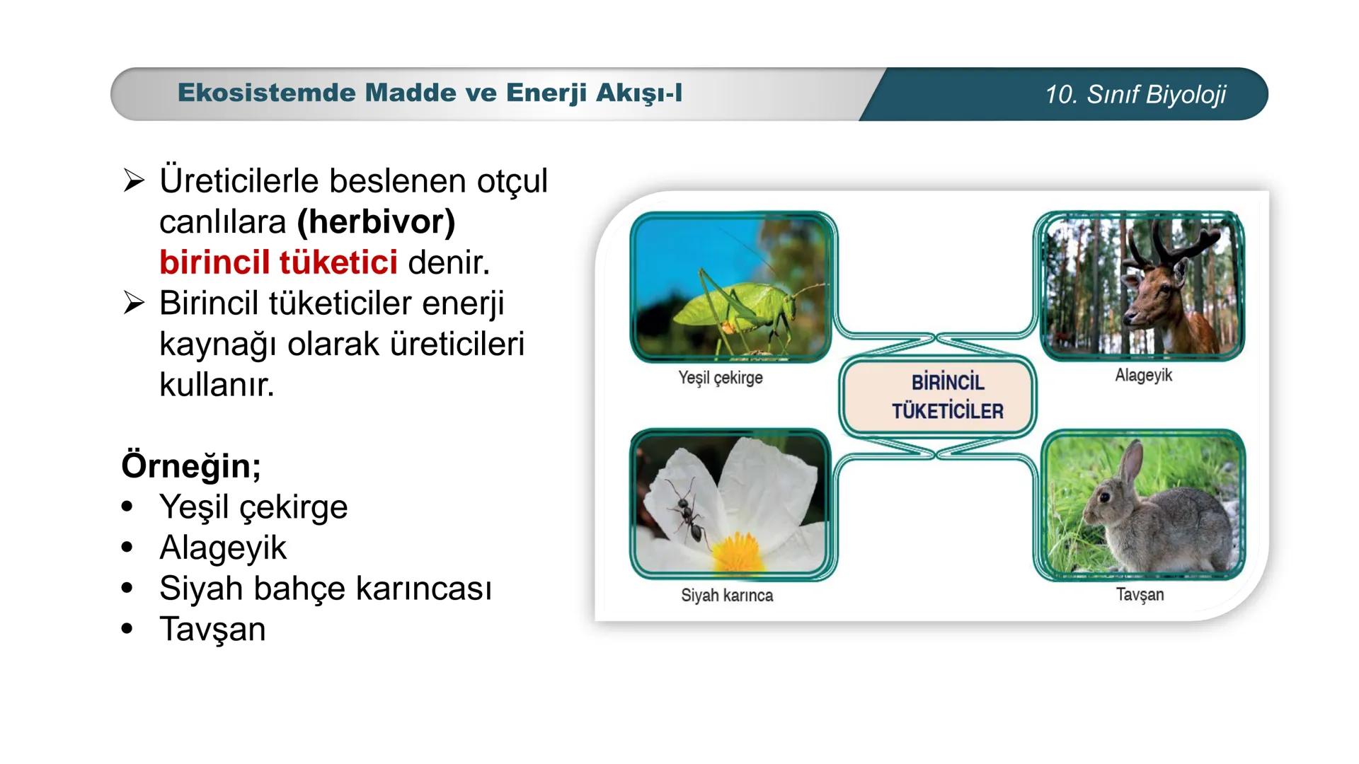 *
*
ETI MILLI EĞİ
CUMHURİYET
TIM BAKANLIGI
BİYOLOJİ
10. SINIF
Ekosistem Ekolojisi ve Güncel Çevre Sorunları
Ekosistemde Madde ve Enerji Akış