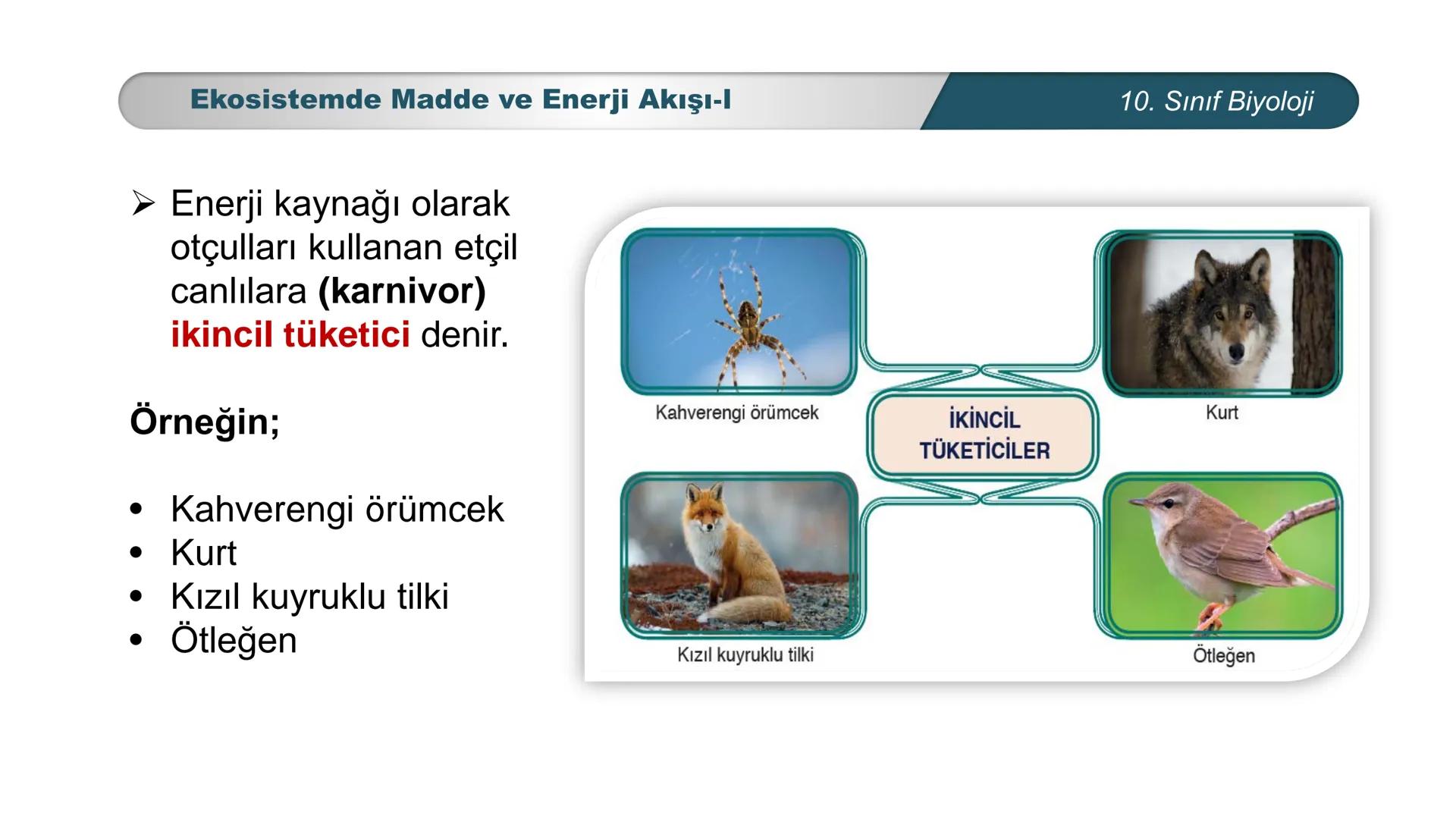 *
*
ETI MILLI EĞİ
CUMHURİYET
TIM BAKANLIGI
BİYOLOJİ
10. SINIF
Ekosistem Ekolojisi ve Güncel Çevre Sorunları
Ekosistemde Madde ve Enerji Akış