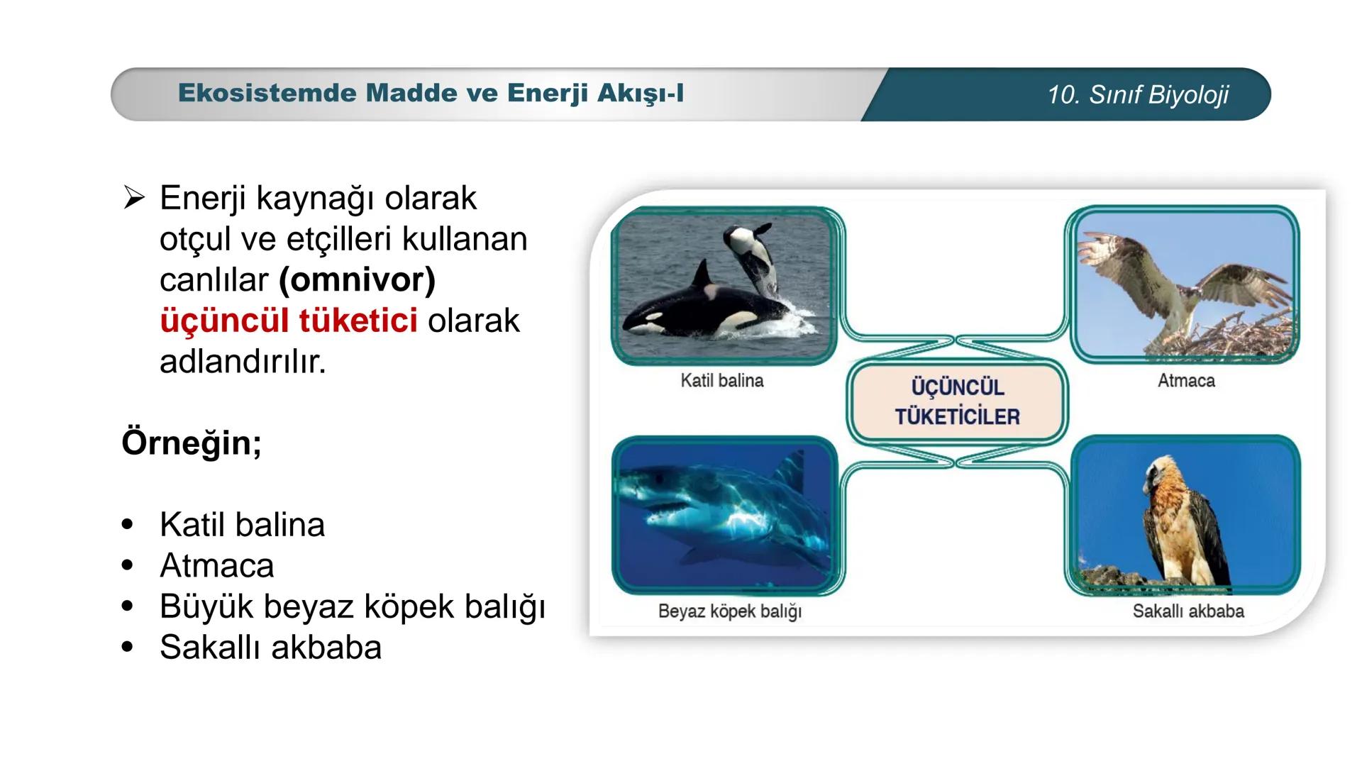 *
*
ETI MILLI EĞİ
CUMHURİYET
TIM BAKANLIGI
BİYOLOJİ
10. SINIF
Ekosistem Ekolojisi ve Güncel Çevre Sorunları
Ekosistemde Madde ve Enerji Akış