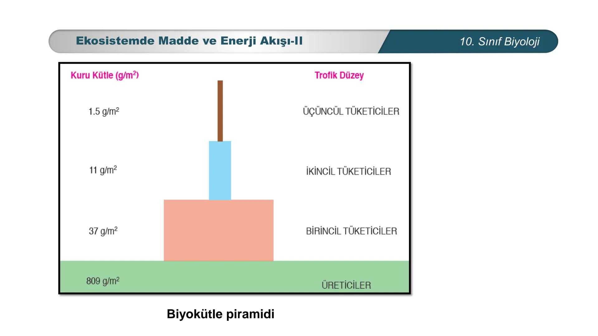 *
*
ETI MILLI EĞ
CUMHURİYET
TIM BAKANLIĞI
BİYOLOJİ
10. SINIF
Ekosistem Ekolojisi ve Güncel Çevre Sorunları
Ekosistemde Madde ve Enerji Akışı