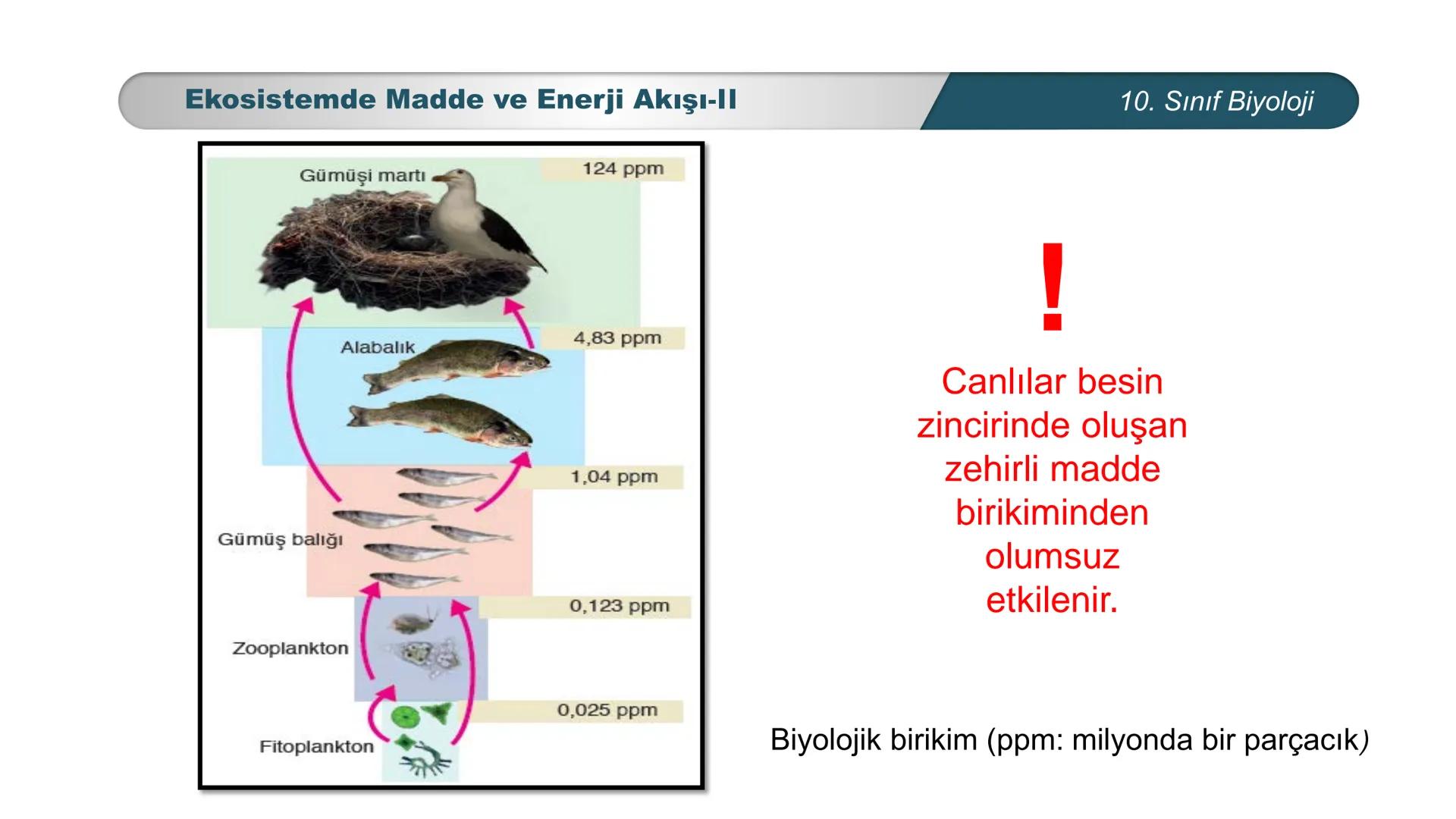 *
*
ETI MILLI EĞ
CUMHURİYET
TIM BAKANLIĞI
BİYOLOJİ
10. SINIF
Ekosistem Ekolojisi ve Güncel Çevre Sorunları
Ekosistemde Madde ve Enerji Akışı