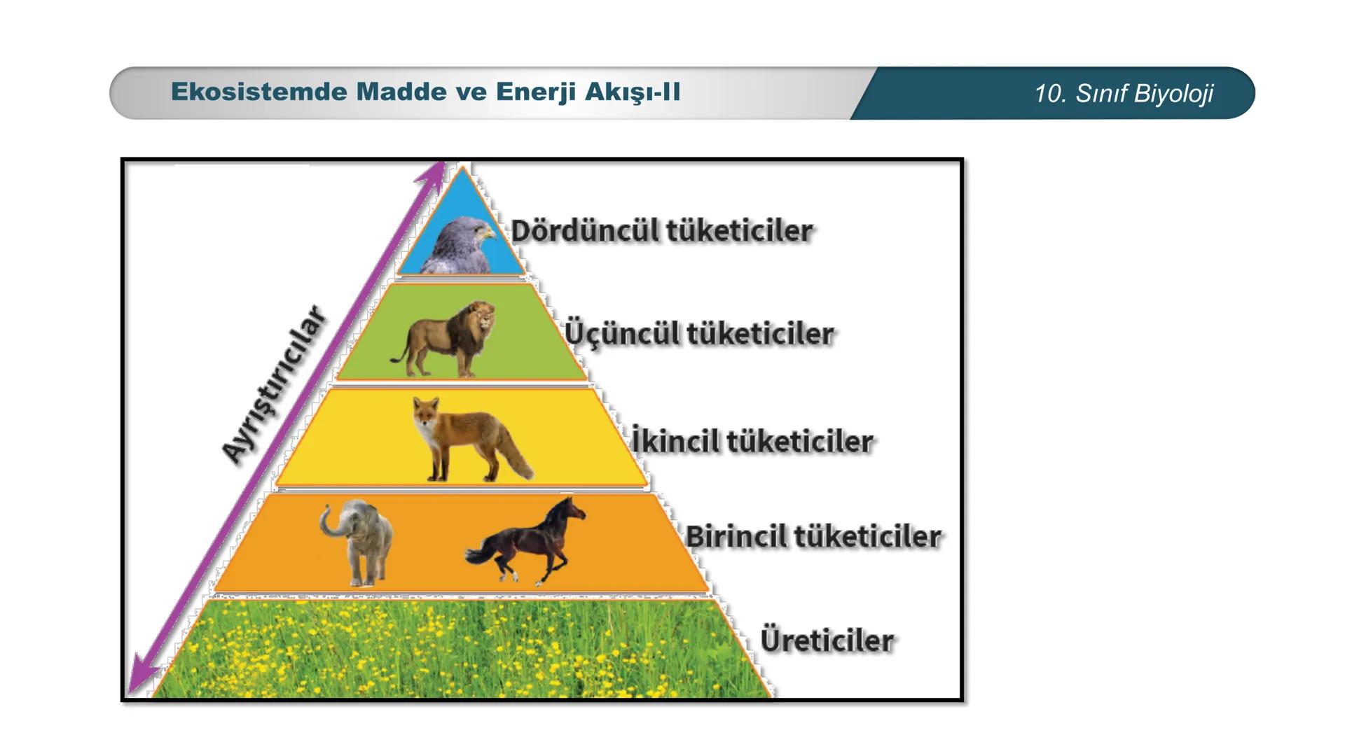 *
*
ETI MILLI EĞ
CUMHURİYET
TIM BAKANLIĞI
BİYOLOJİ
10. SINIF
Ekosistem Ekolojisi ve Güncel Çevre Sorunları
Ekosistemde Madde ve Enerji Akışı