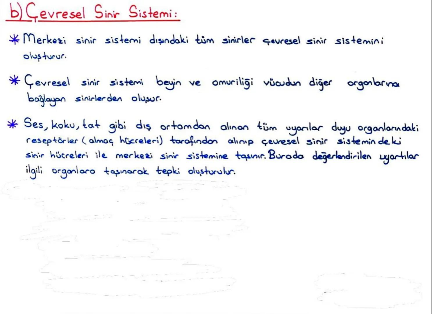b) Gevresel Sinir Sistemi:
*Merkezi sinir sistemi dışındaki tüm sinirler çevresel sinir sistemini
oluşturur.
* Çevresel sinir sistemi beyi