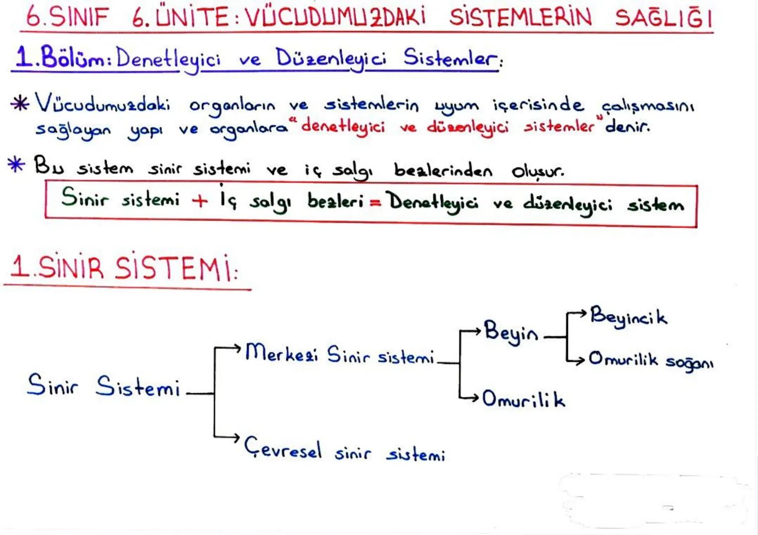 b) Gevresel Sinir Sistemi:
*Merkezi sinir sistemi dışındaki tüm sinirler çevresel sinir sistemini
oluşturur.
* Çevresel sinir sistemi beyi