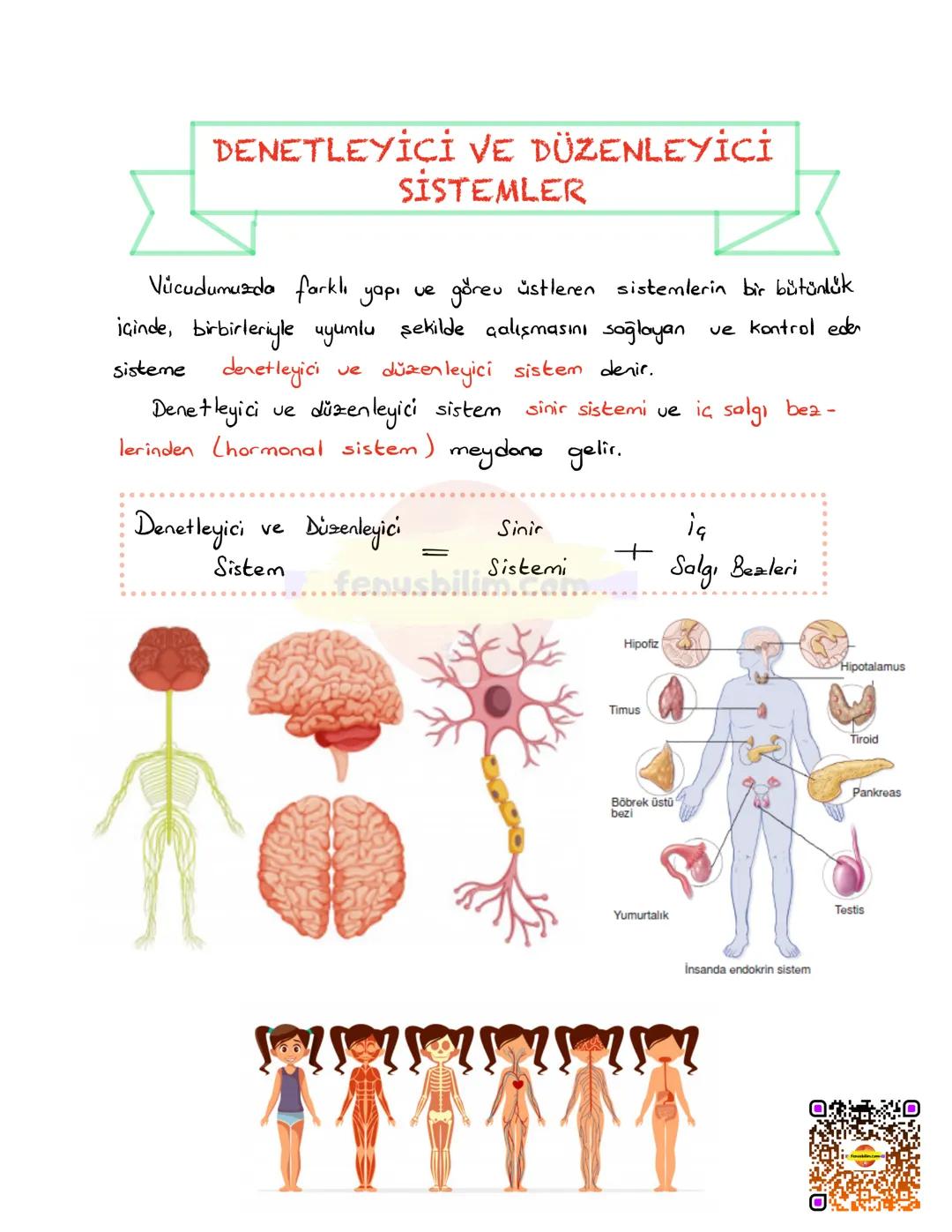 DENETLEYİCİ VE DÜZENLEYİCİ
SİSTEMLER
Vücudumuzda farklı yapı ve görev üstleren sistemlerin bir bütünlük
içinde, birbirleriyle uyumlu şekilde