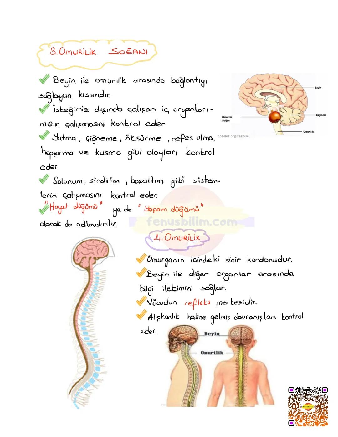 DENETLEYİCİ VE DÜZENLEYİCİ
SİSTEMLER
Vücudumuzda farklı yapı ve görev üstleren sistemlerin bir bütünlük
içinde, birbirleriyle uyumlu şekilde