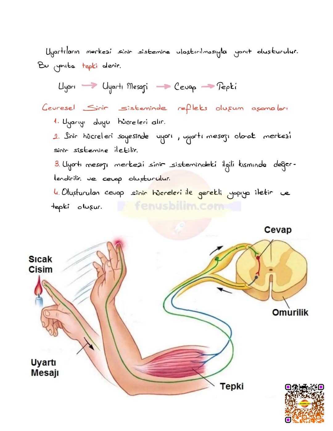 DENETLEYİCİ VE DÜZENLEYİCİ
SİSTEMLER
Vücudumuzda farklı yapı ve görev üstleren sistemlerin bir bütünlük
içinde, birbirleriyle uyumlu şekilde