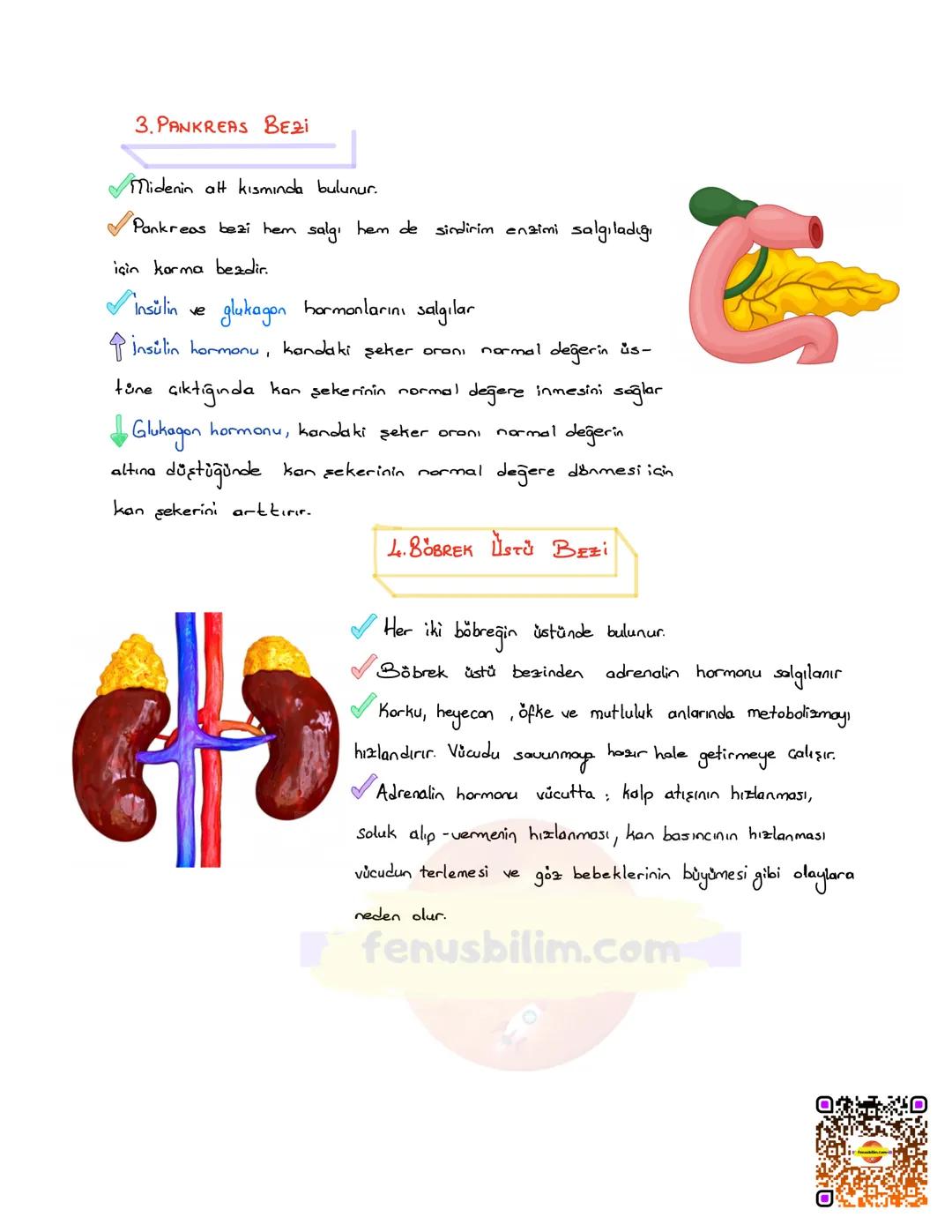 DENETLEYİCİ VE DÜZENLEYİCİ
SİSTEMLER
Vücudumuzda farklı yapı ve görev üstleren sistemlerin bir bütünlük
içinde, birbirleriyle uyumlu şekilde