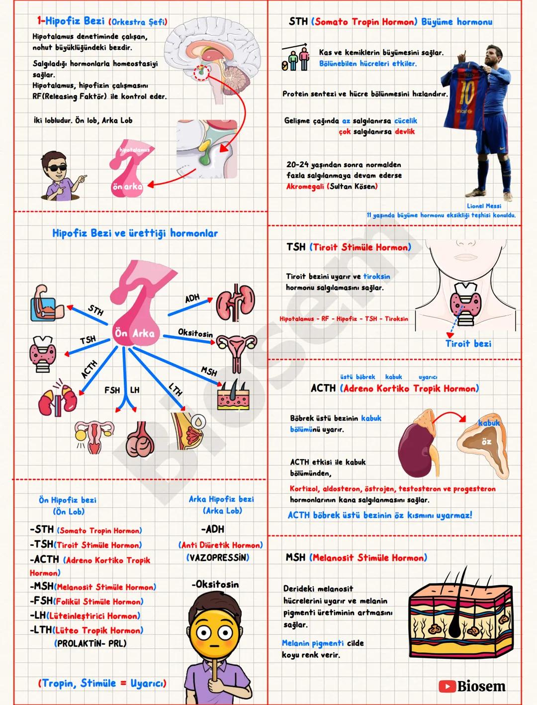 ## Endokrin (Hormonal) Sistem
Hormon; bir sinyali bir
hücreden diğerine taşıyan
kimyasal mesajlardır.
Bez; salgı üreten organ.
Kana salgı