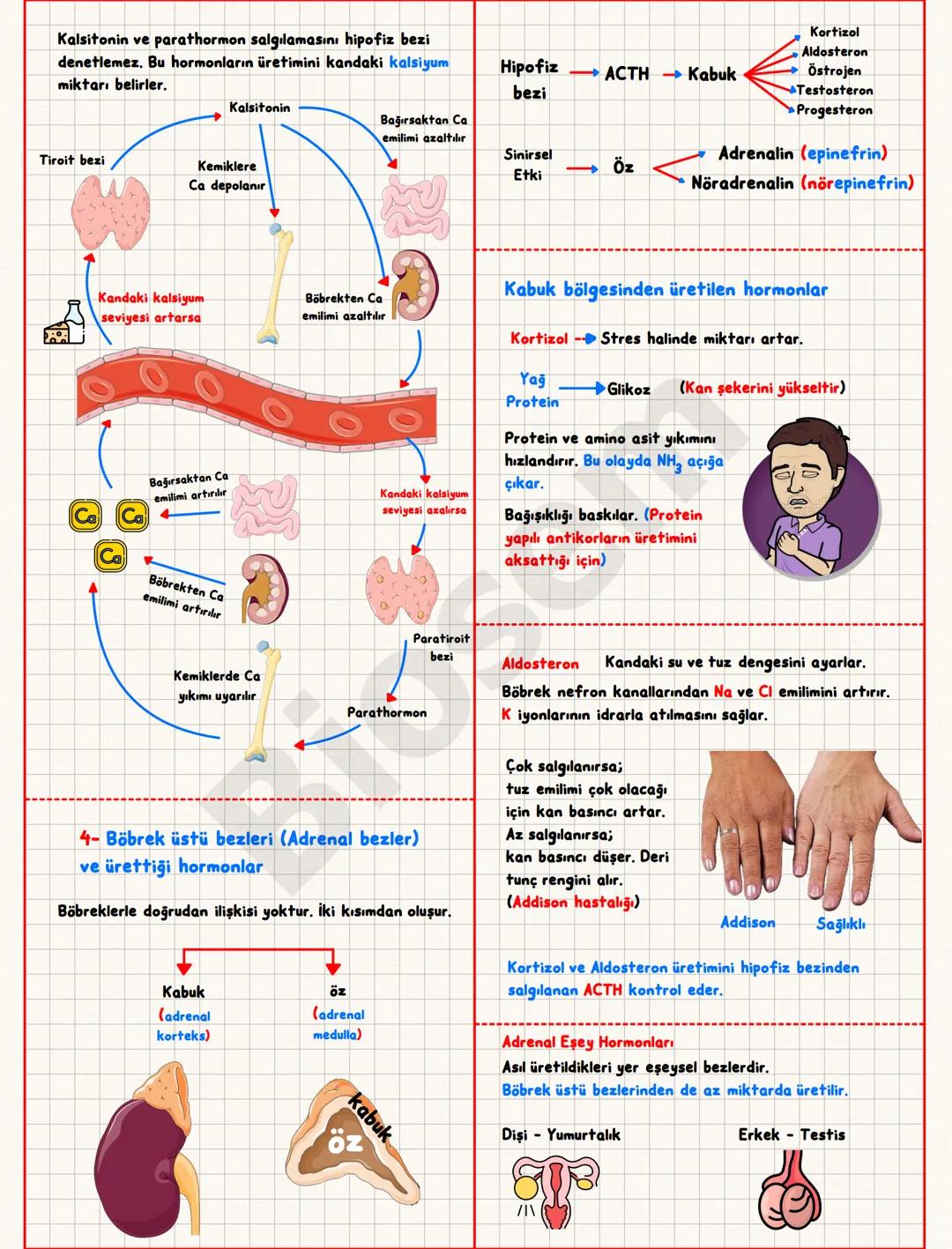## Endokrin (Hormonal) Sistem
Hormon; bir sinyali bir
hücreden diğerine taşıyan
kimyasal mesajlardır.
Bez; salgı üreten organ.
Kana salgı