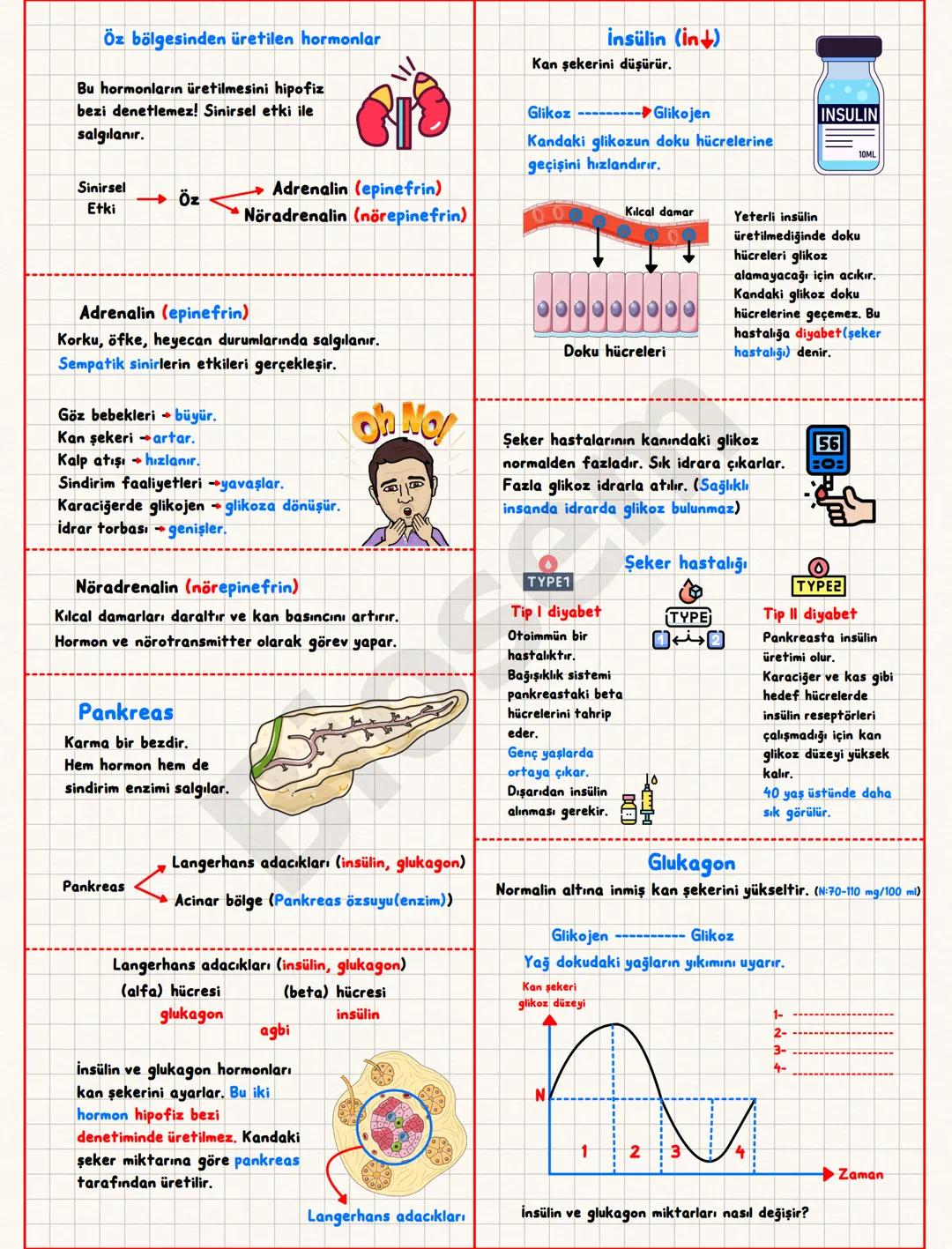 ## Endokrin (Hormonal) Sistem
Hormon; bir sinyali bir
hücreden diğerine taşıyan
kimyasal mesajlardır.
Bez; salgı üreten organ.
Kana salgı