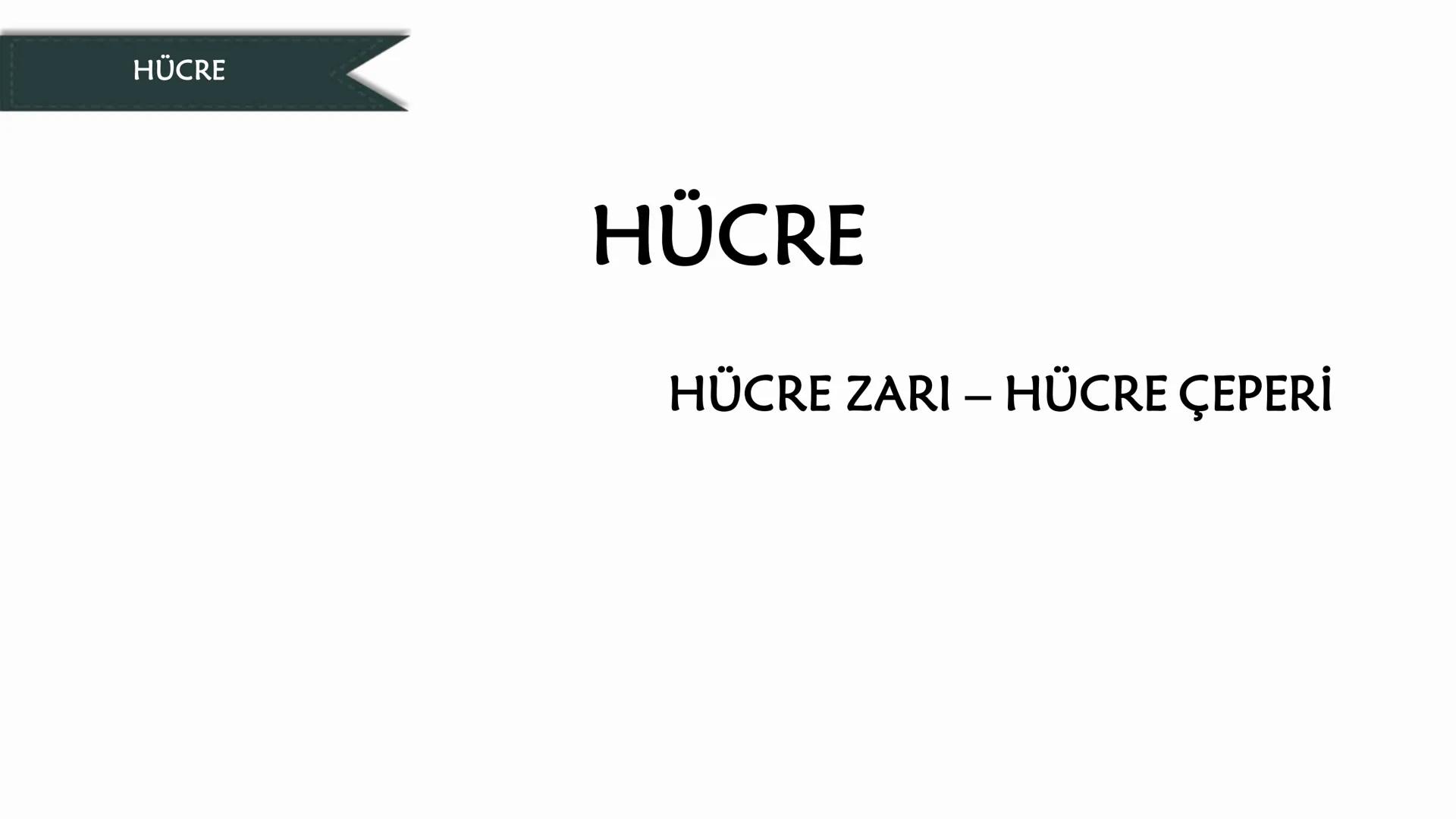 # HÜCRE
HÜCRE ZARI - HÜCRE ÇEPERİ HÜCRE
HÜCRELERİN KARŞILAŞTIRILMASI
Hücreler çekirdeklerinin olup olmamasına bakılarak ikiye ayrılır.
1) P