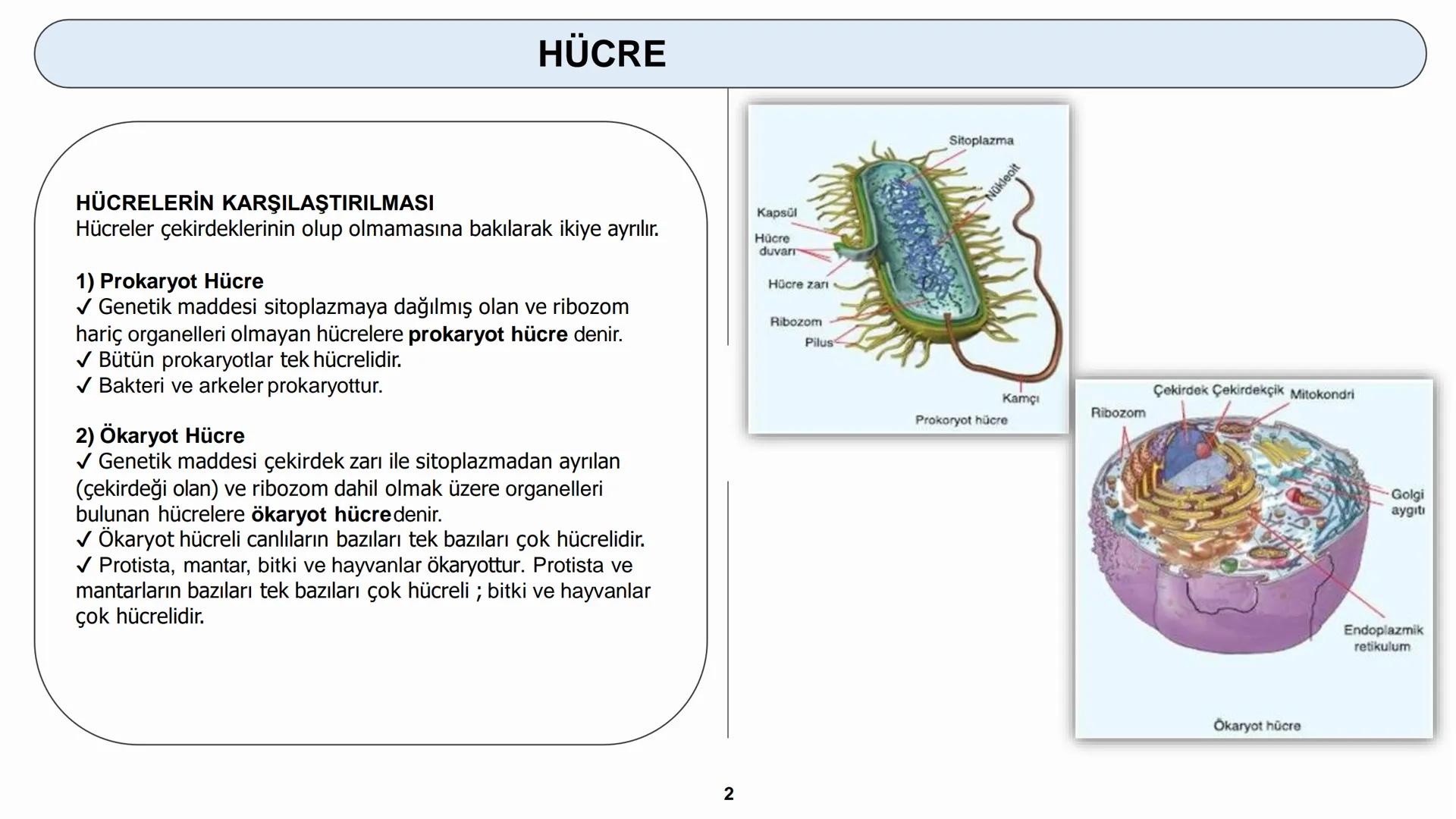 # HÜCRE
HÜCRE ZARI - HÜCRE ÇEPERİ HÜCRE
HÜCRELERİN KARŞILAŞTIRILMASI
Hücreler çekirdeklerinin olup olmamasına bakılarak ikiye ayrılır.
1) P
