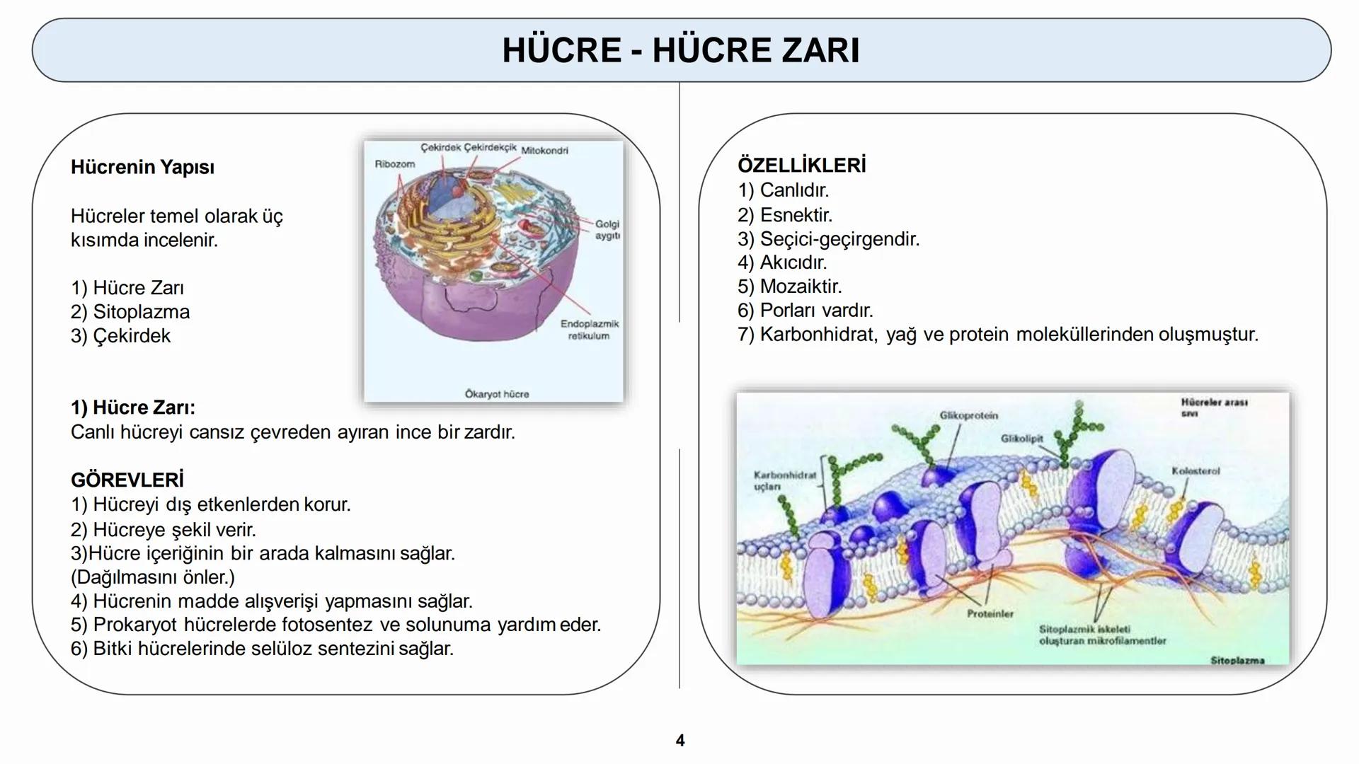 # HÜCRE
HÜCRE ZARI - HÜCRE ÇEPERİ HÜCRE
HÜCRELERİN KARŞILAŞTIRILMASI
Hücreler çekirdeklerinin olup olmamasına bakılarak ikiye ayrılır.
1) P