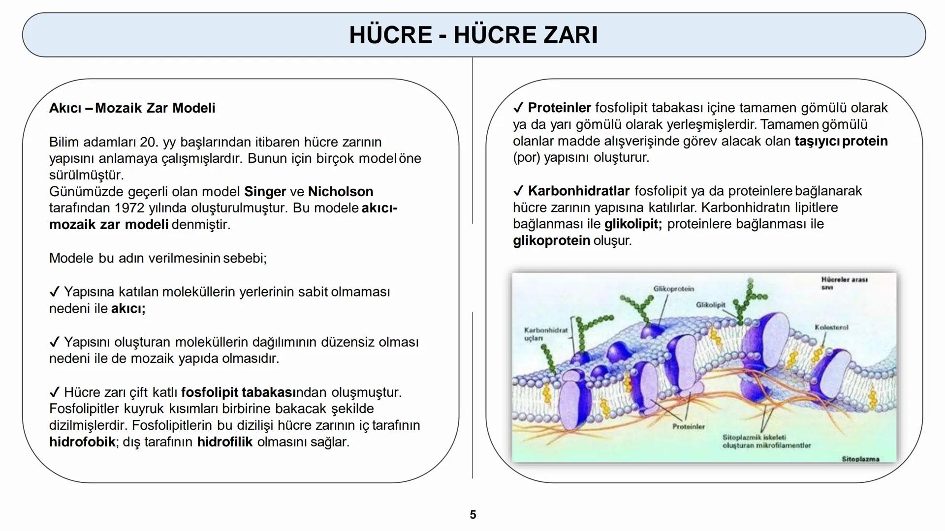 # HÜCRE
HÜCRE ZARI - HÜCRE ÇEPERİ HÜCRE
HÜCRELERİN KARŞILAŞTIRILMASI
Hücreler çekirdeklerinin olup olmamasına bakılarak ikiye ayrılır.
1) P