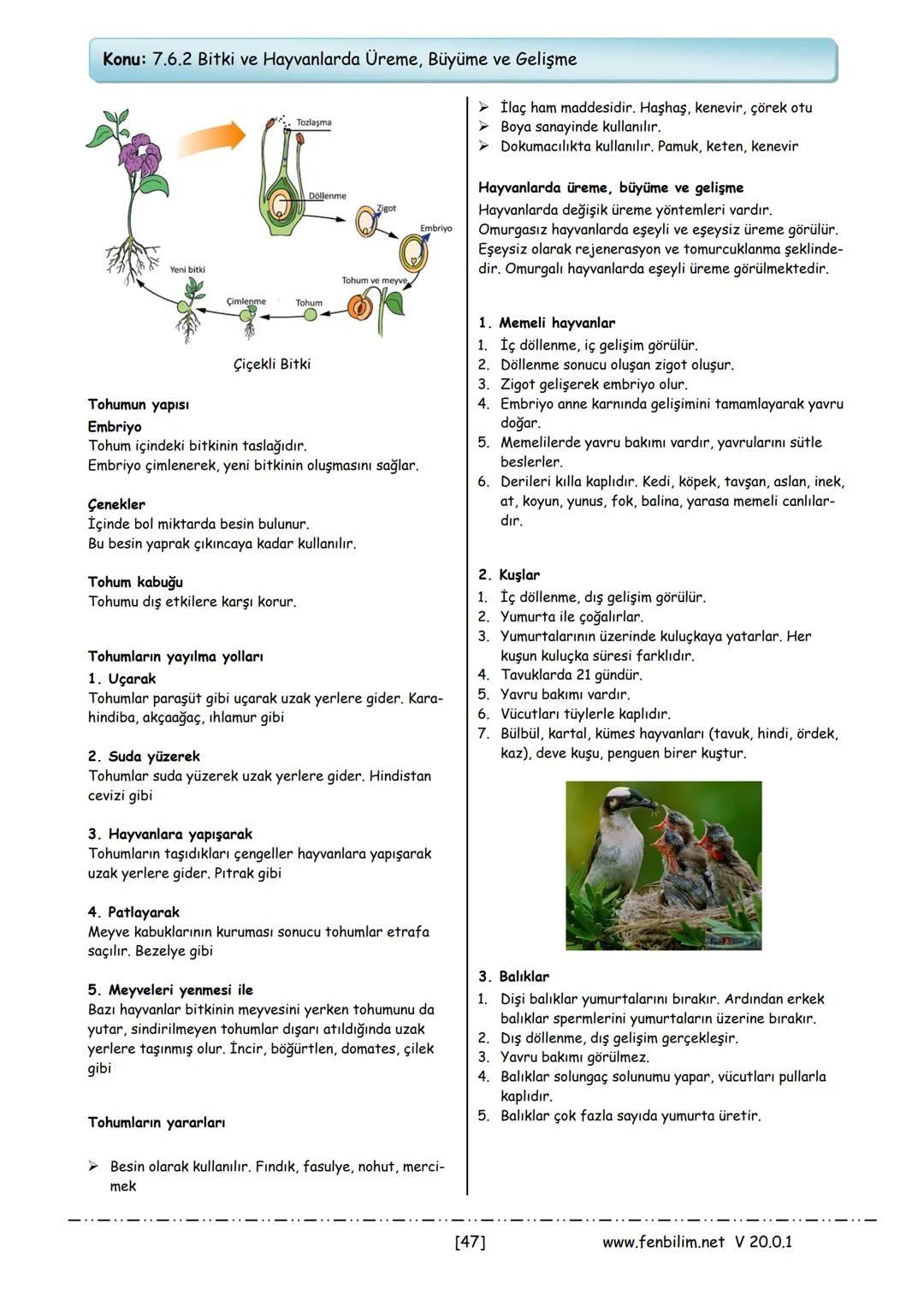 6.Ünite: Canlılarda Üreme, Büyüme ve Gelişme
Konu: 7.6.1 İnsanda Üreme, Büyüme ve
Gelişme
A-Üreme Nedir
Canlıların kendilerine benzer bireyl