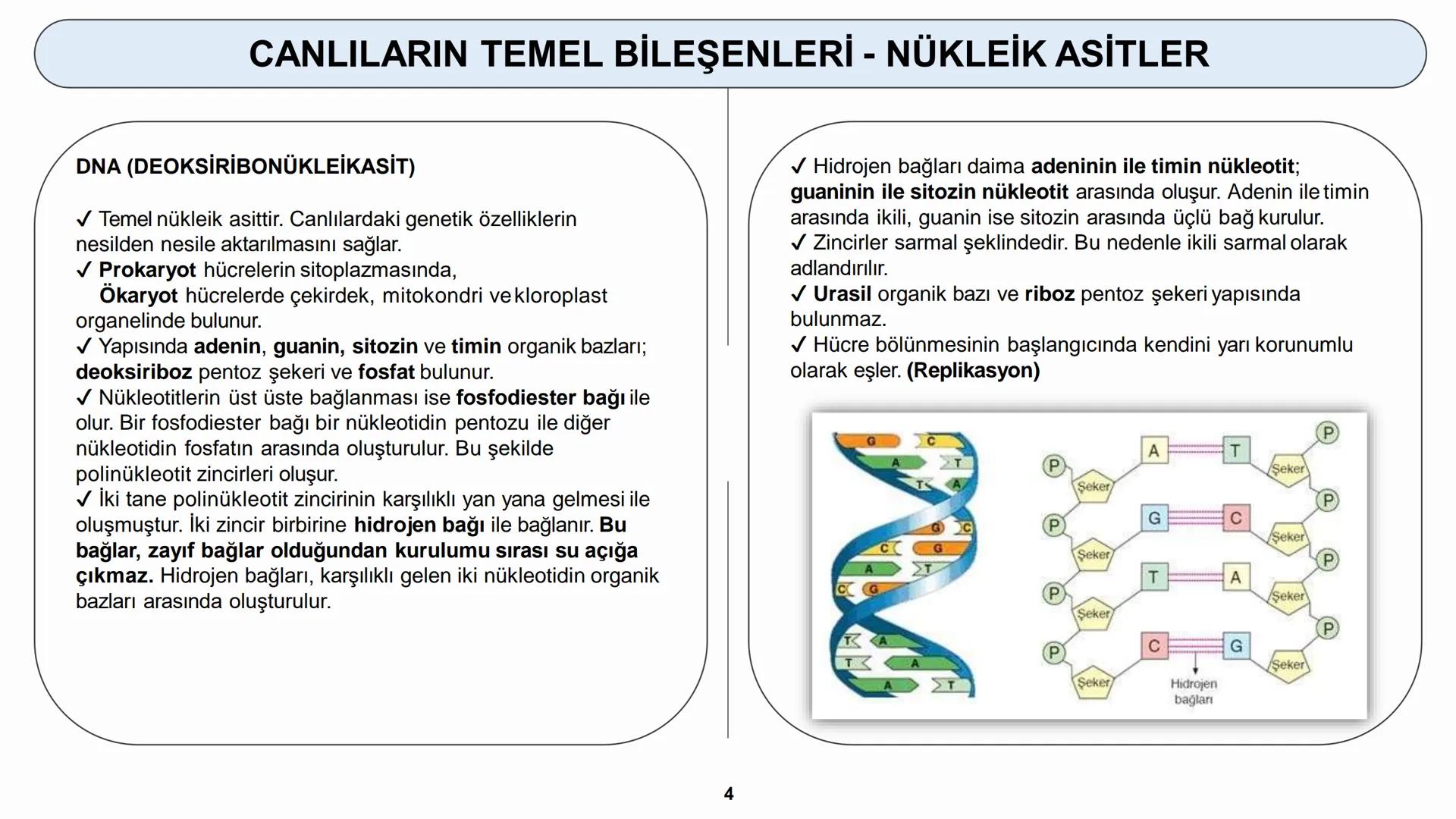 # CANLILARIN TEMEL BİLEŞENLERİ
ORGANİK MADDELER – NÜKLEİK ASİTLER --- OCR Start ---
CANLILARIN TEMEL BİLEŞENLERİ - NÜKLEİK ASİTLER
6) NÜKLE