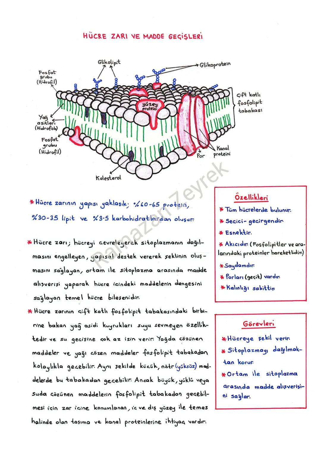 Fosfat
grubu
(Hidrofil)
HÜCRE ZARI VE MADDE GEÇİŞLERİ
Glikolipit
→Glikoprotein
Yağ
asitleri
(Hidrofob)
Fosfat
grubu
(Hidrofil)
yüzey
Protein