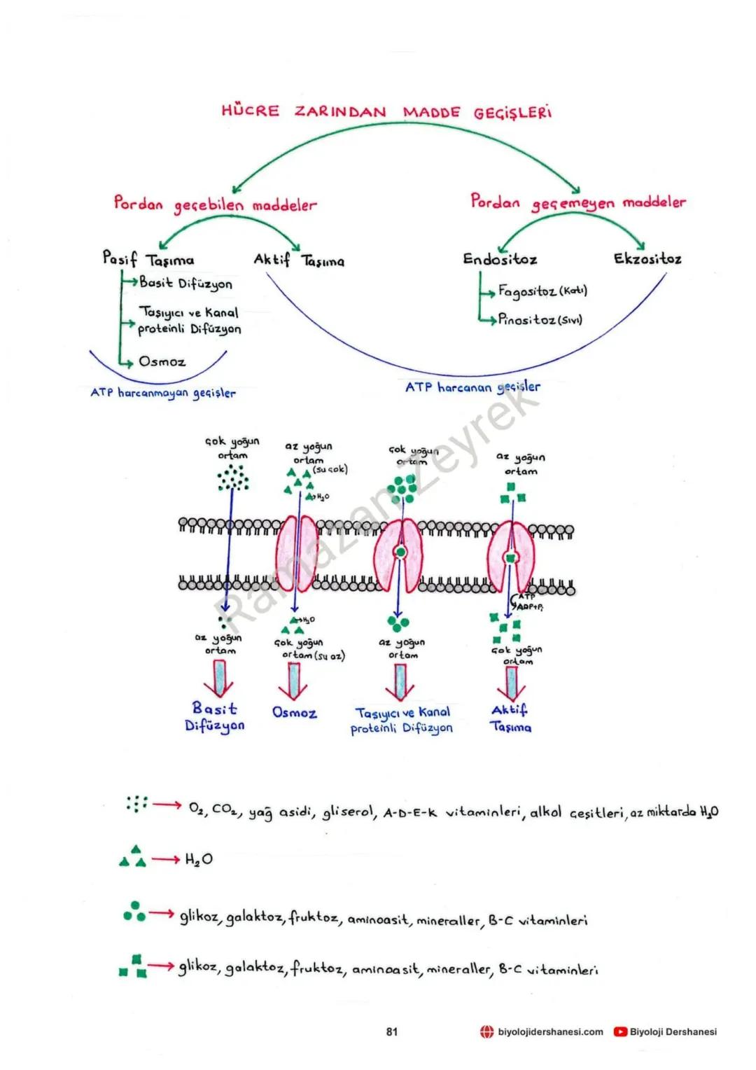 Fosfat
grubu
(Hidrofil)
HÜCRE ZARI VE MADDE GEÇİŞLERİ
Glikolipit
→Glikoprotein
Yağ
asitleri
(Hidrofob)
Fosfat
grubu
(Hidrofil)
yüzey
Protein