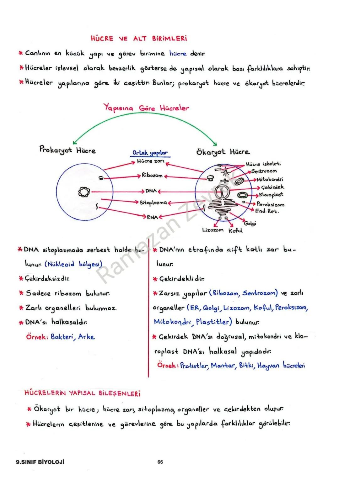 HÜCRE VE ALT BİRİMLERİ
* Canlının en küçük yapı ve görev birimine hücre denir.
* Hücreler işlevsel olarak benzerlik gösterse de yapısal olar