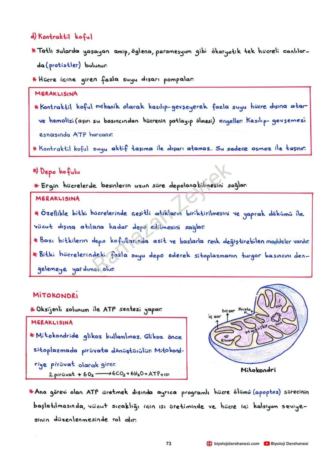 HÜCRE VE ALT BİRİMLERİ
* Canlının en küçük yapı ve görev birimine hücre denir.
* Hücreler işlevsel olarak benzerlik gösterse de yapısal olar