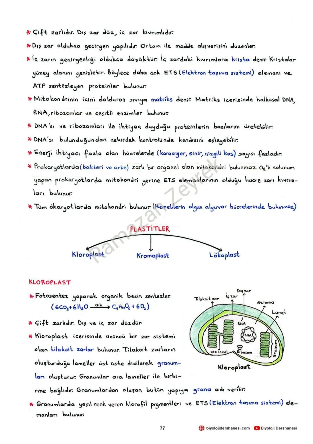 HÜCRE VE ALT BİRİMLERİ
* Canlının en küçük yapı ve görev birimine hücre denir.
* Hücreler işlevsel olarak benzerlik gösterse de yapısal olar