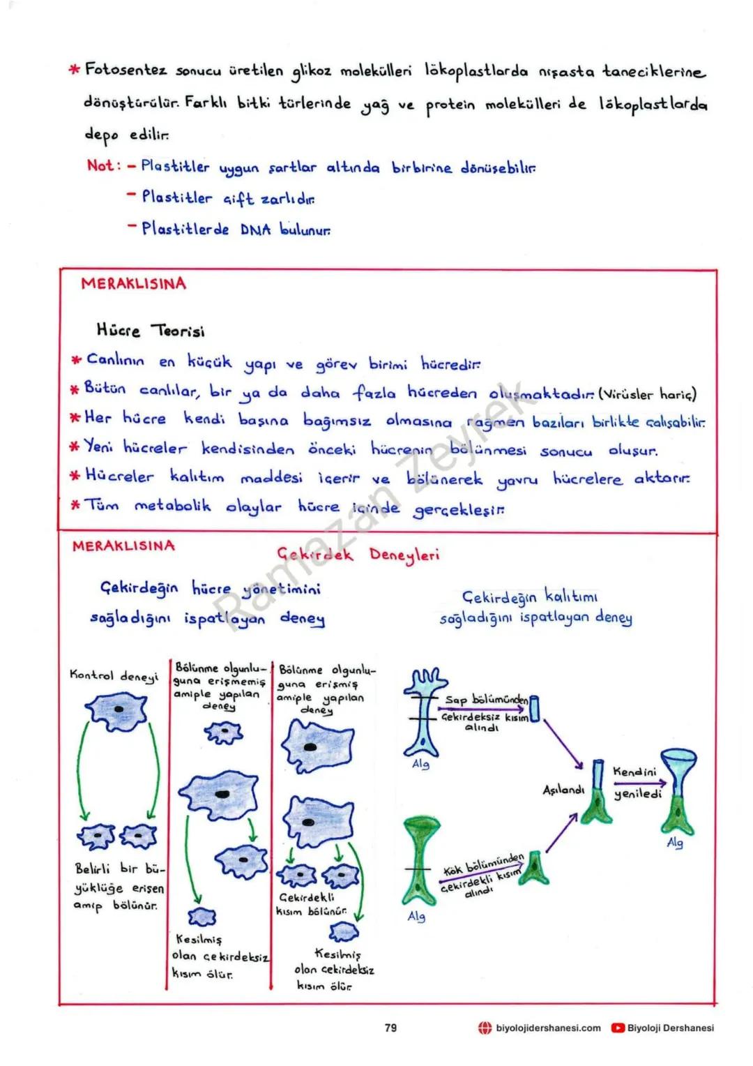 HÜCRE VE ALT BİRİMLERİ
* Canlının en küçük yapı ve görev birimine hücre denir.
* Hücreler işlevsel olarak benzerlik gösterse de yapısal olar