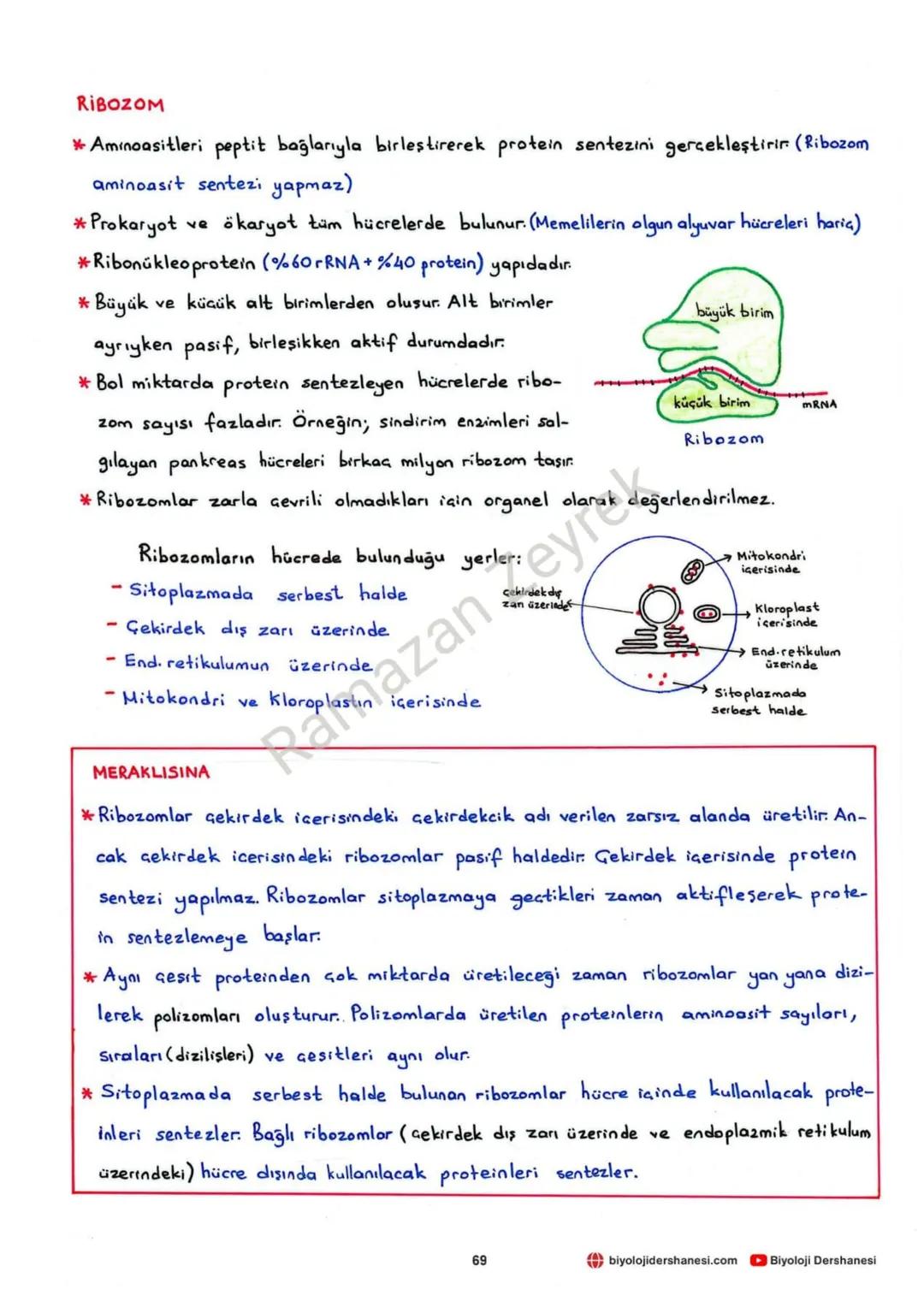 HÜCRE VE ALT BİRİMLERİ
* Canlının en küçük yapı ve görev birimine hücre denir.
* Hücreler işlevsel olarak benzerlik gösterse de yapısal olar